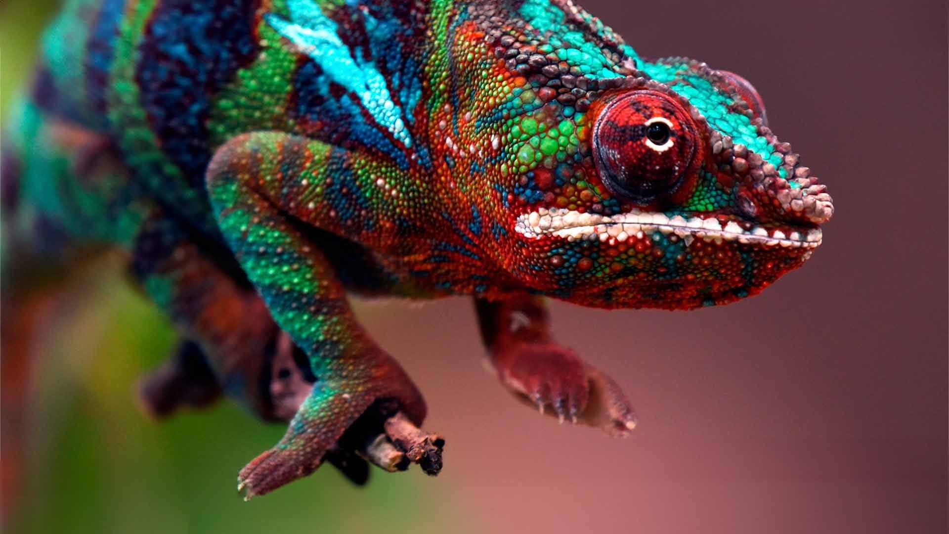 Chameleons