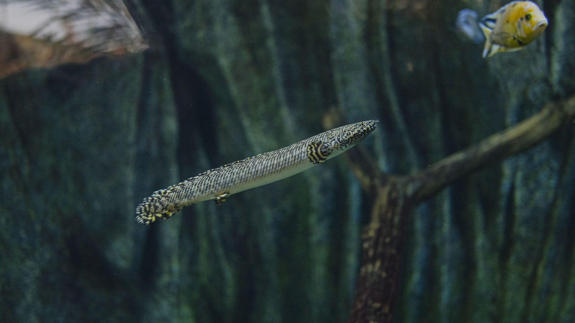 Ornate bichir Poema Del Mar Aquarium Gran Canaria