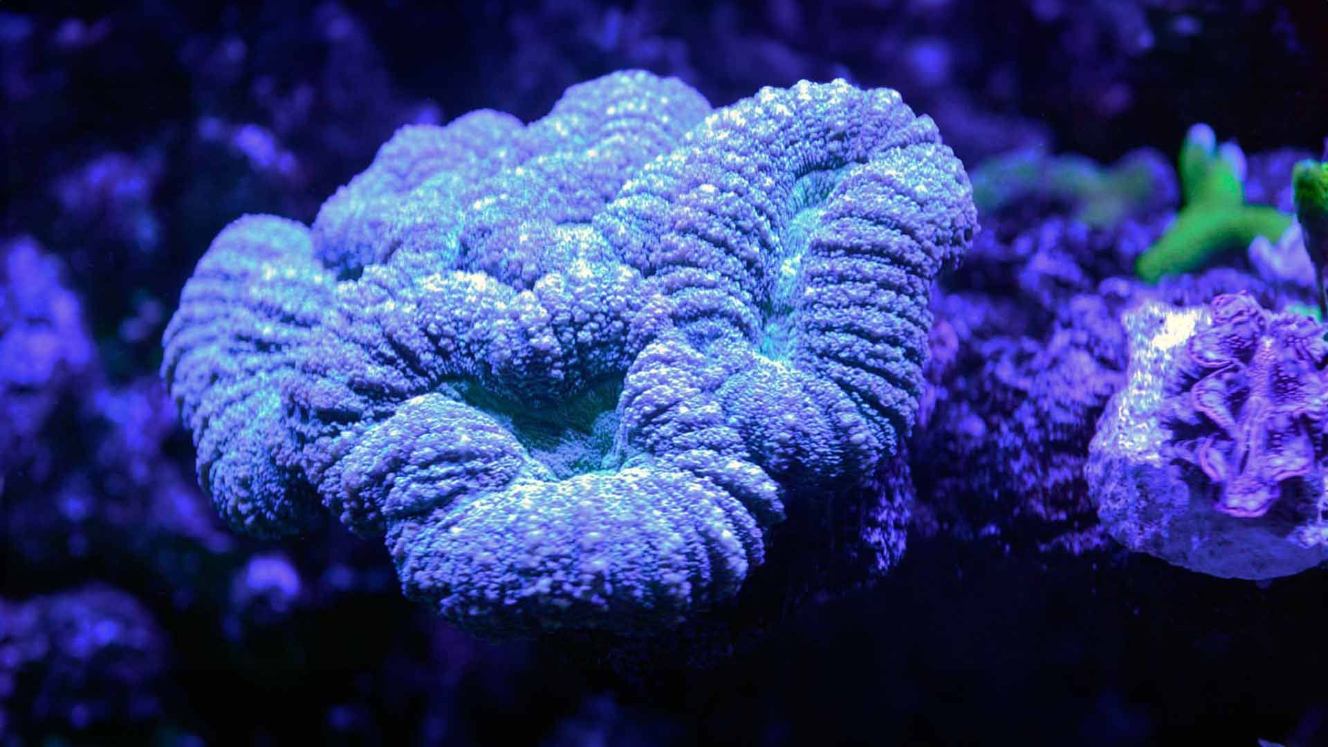 Cauliflower Coral