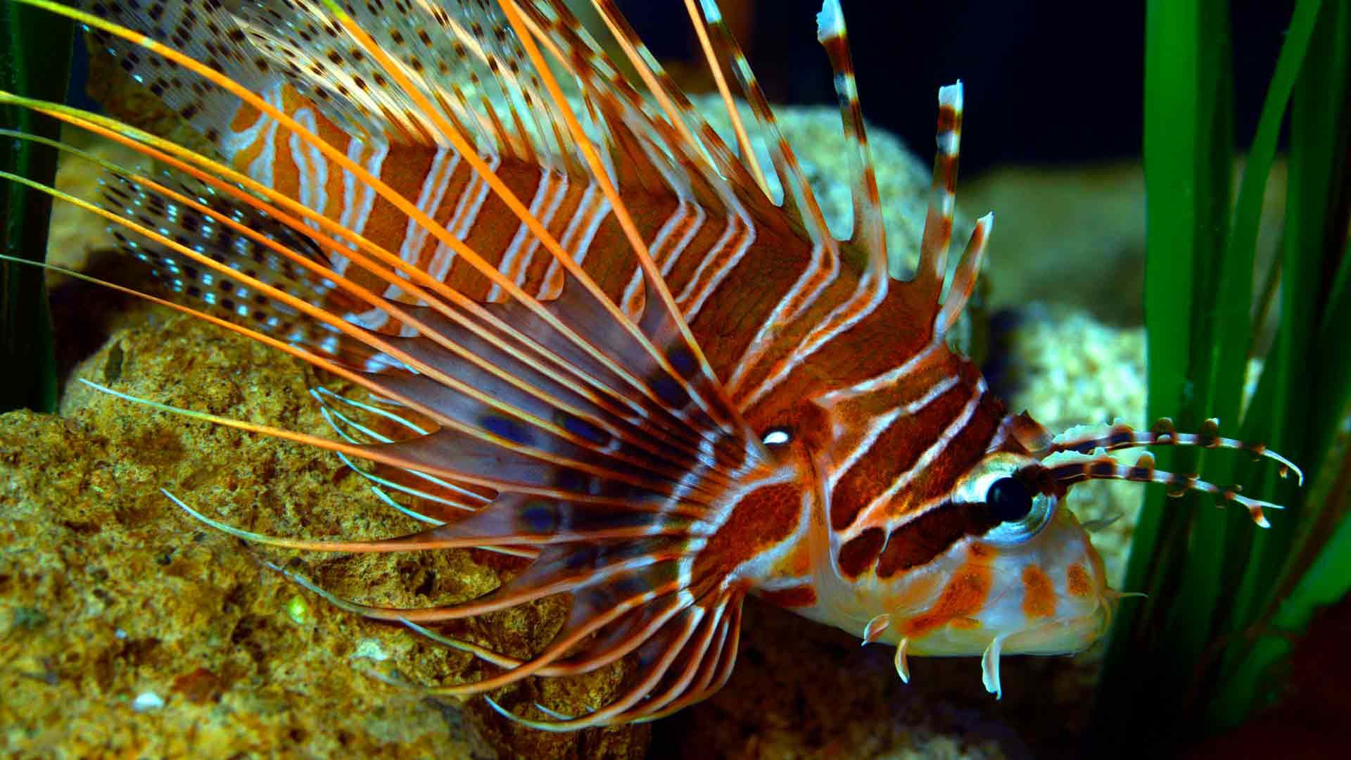 Lionfish