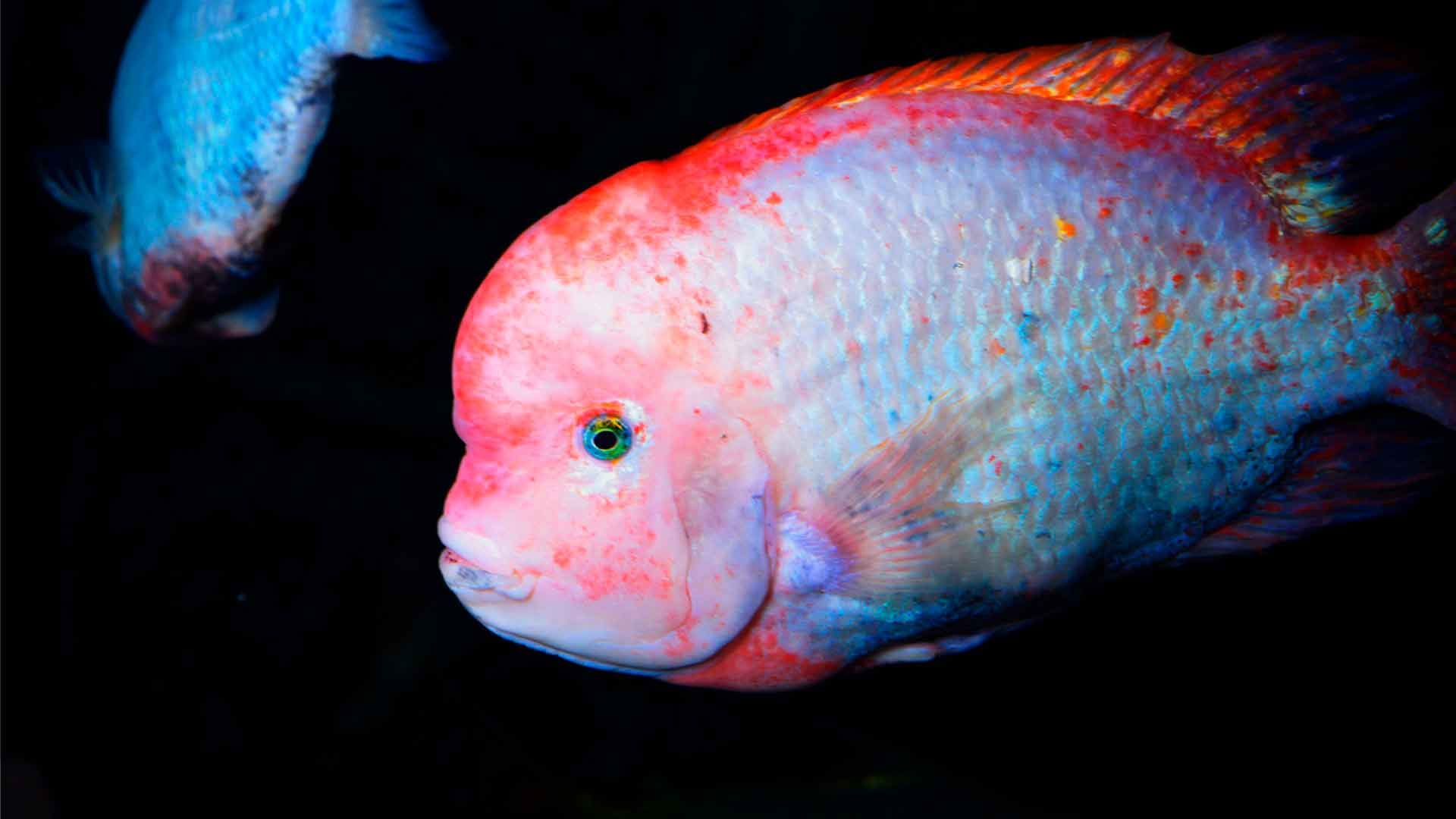 Midas Cichlid