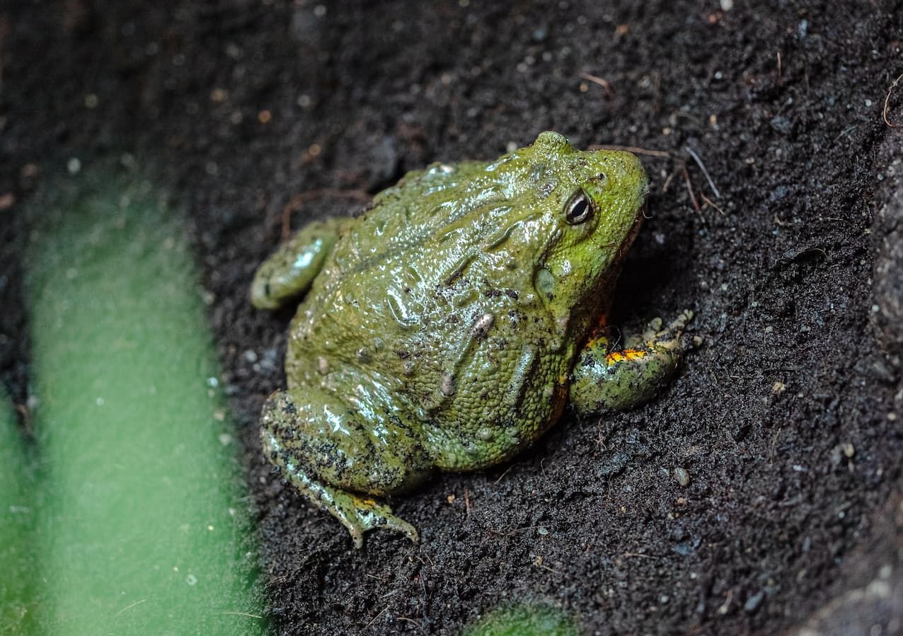 African Bullfrog