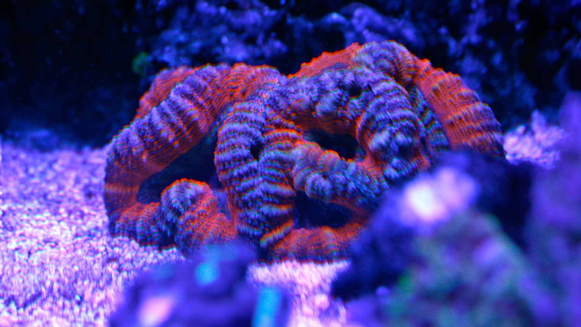 Cauliflower Coral