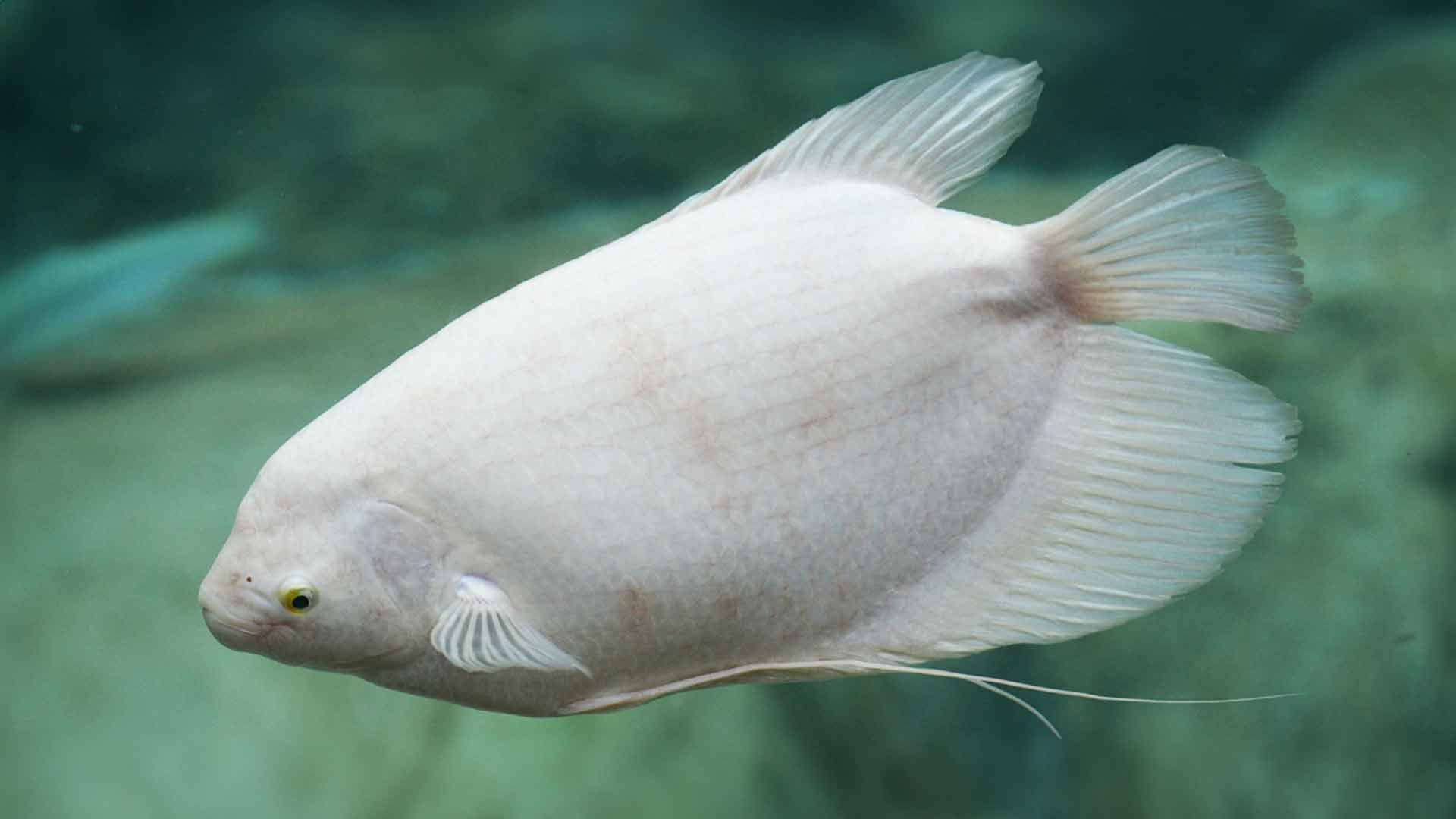 Giant Gourami