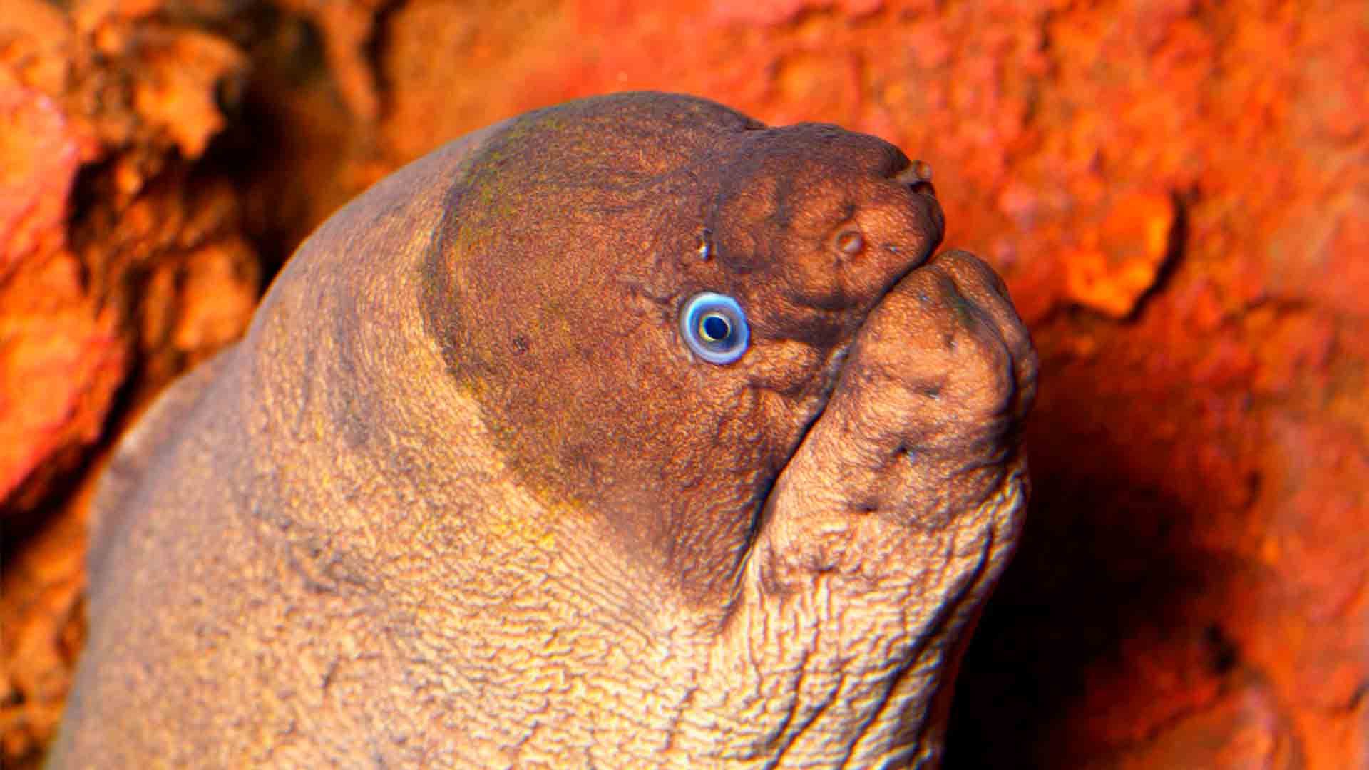 Browm Moray Eel Poema Del Mar Aquarium Gran Canaria