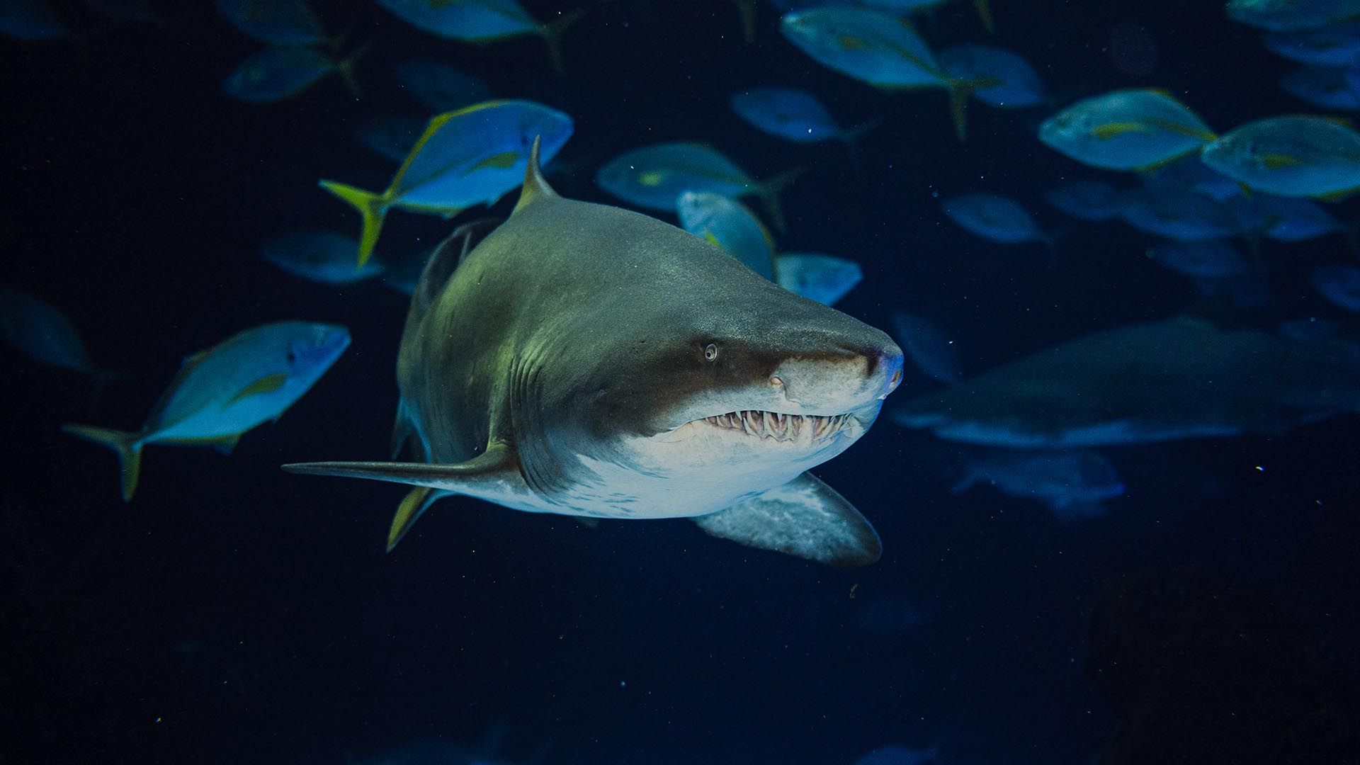 Tiburón tigre de arena Poema Del Mar Acuario Gran Canaria