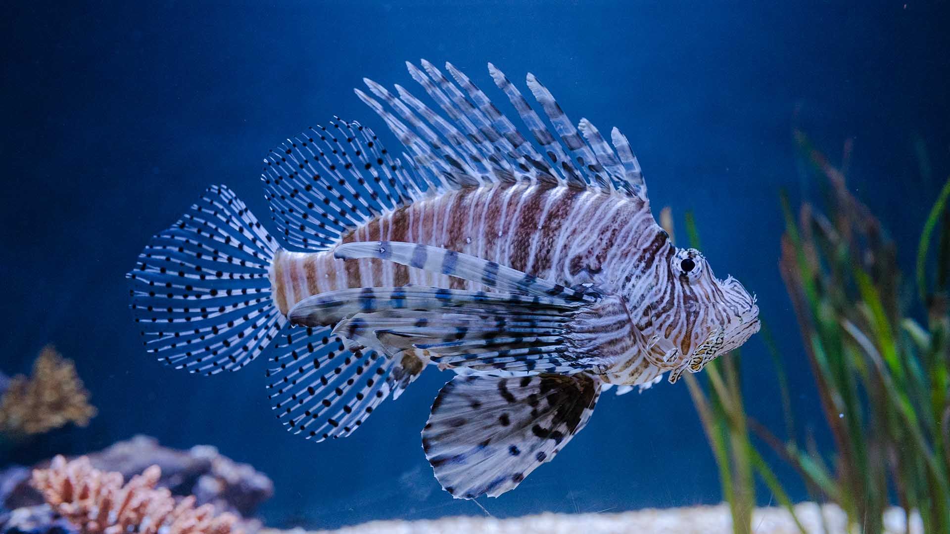 Pez león colorado Poema Del Mar Acuario Gran Canaria