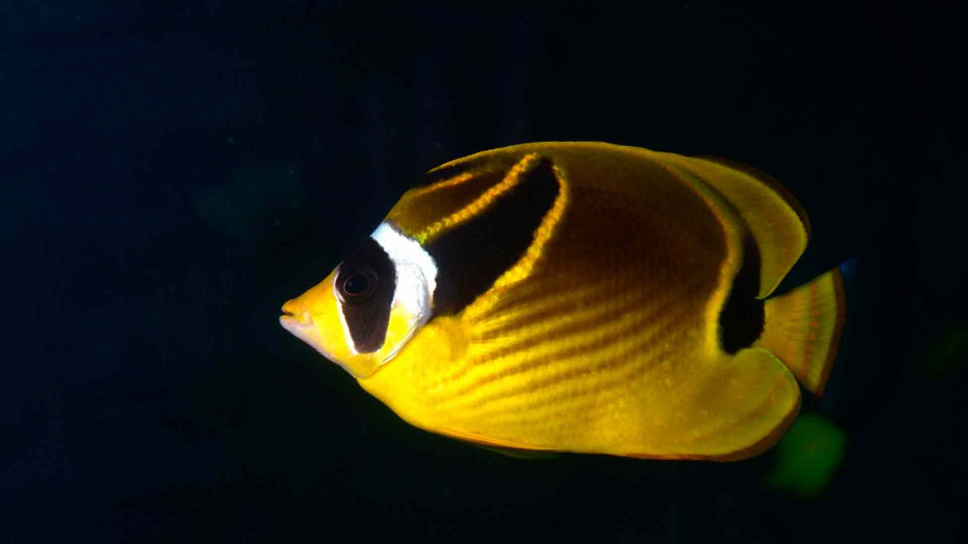 Pez Mariposa Mapache Poema Del Mar Acuario Gran Canaria