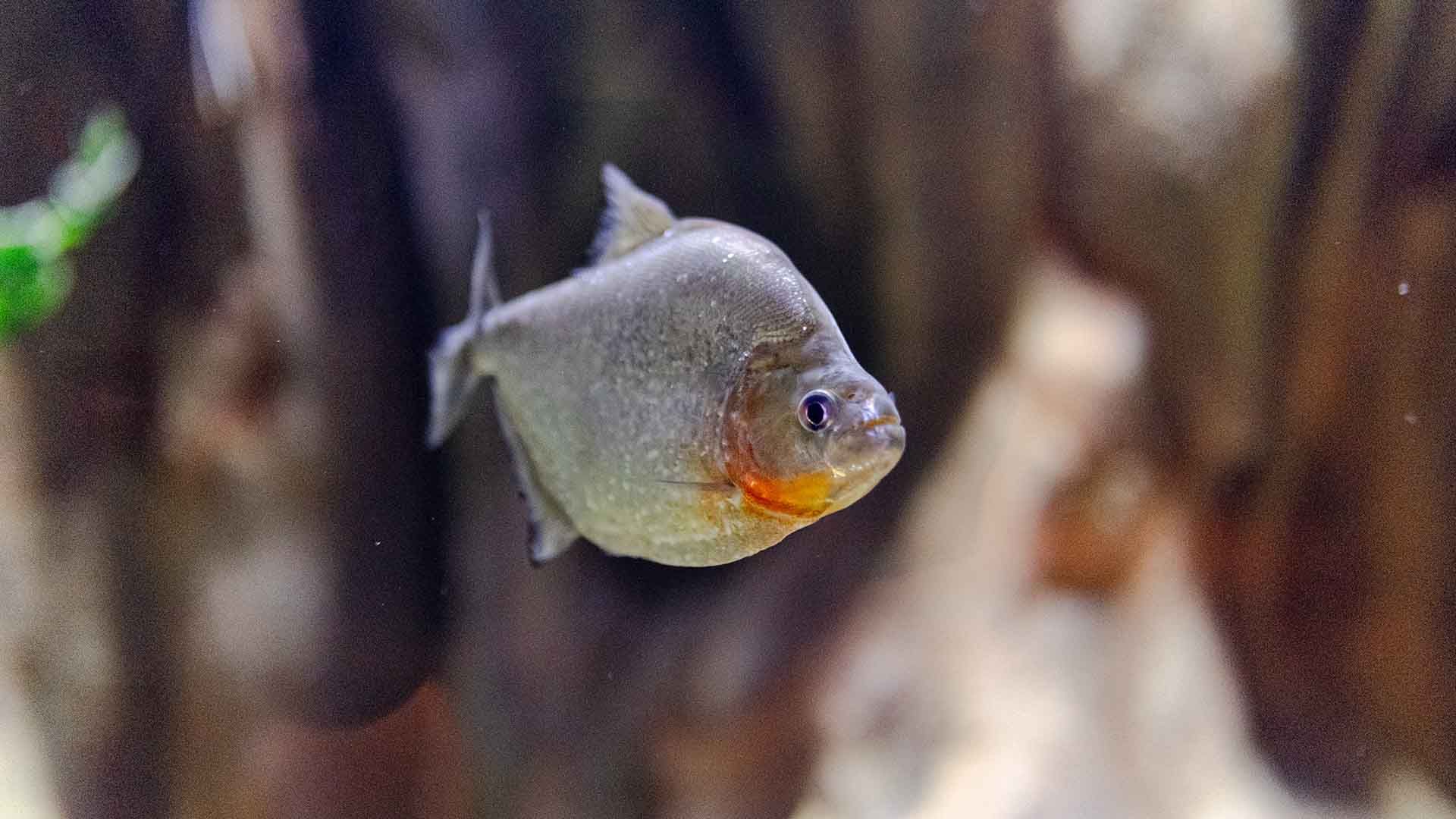 Piraña negra Poema Del Mar Acuario Gran Canaria