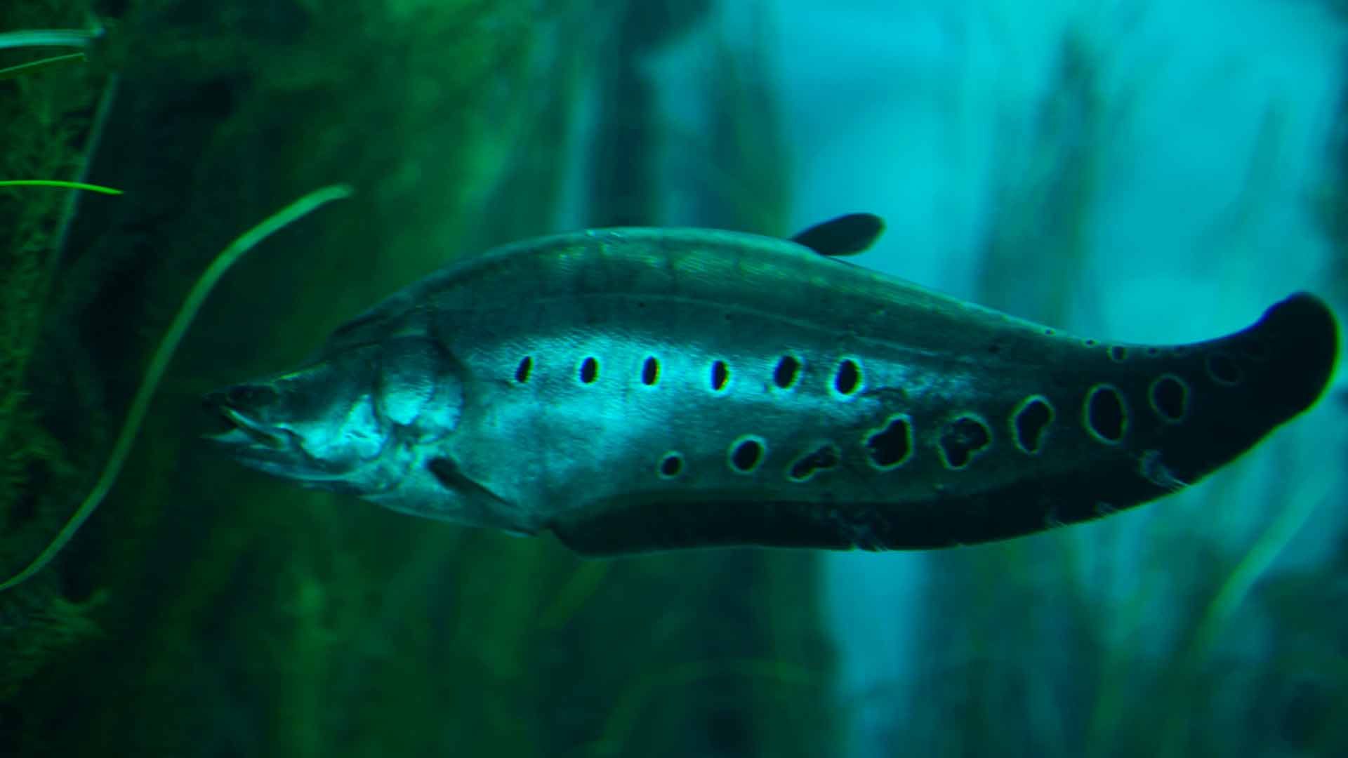 Knifefish