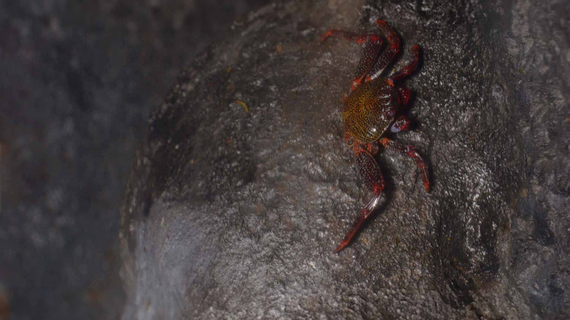 Florida Stone Crabs