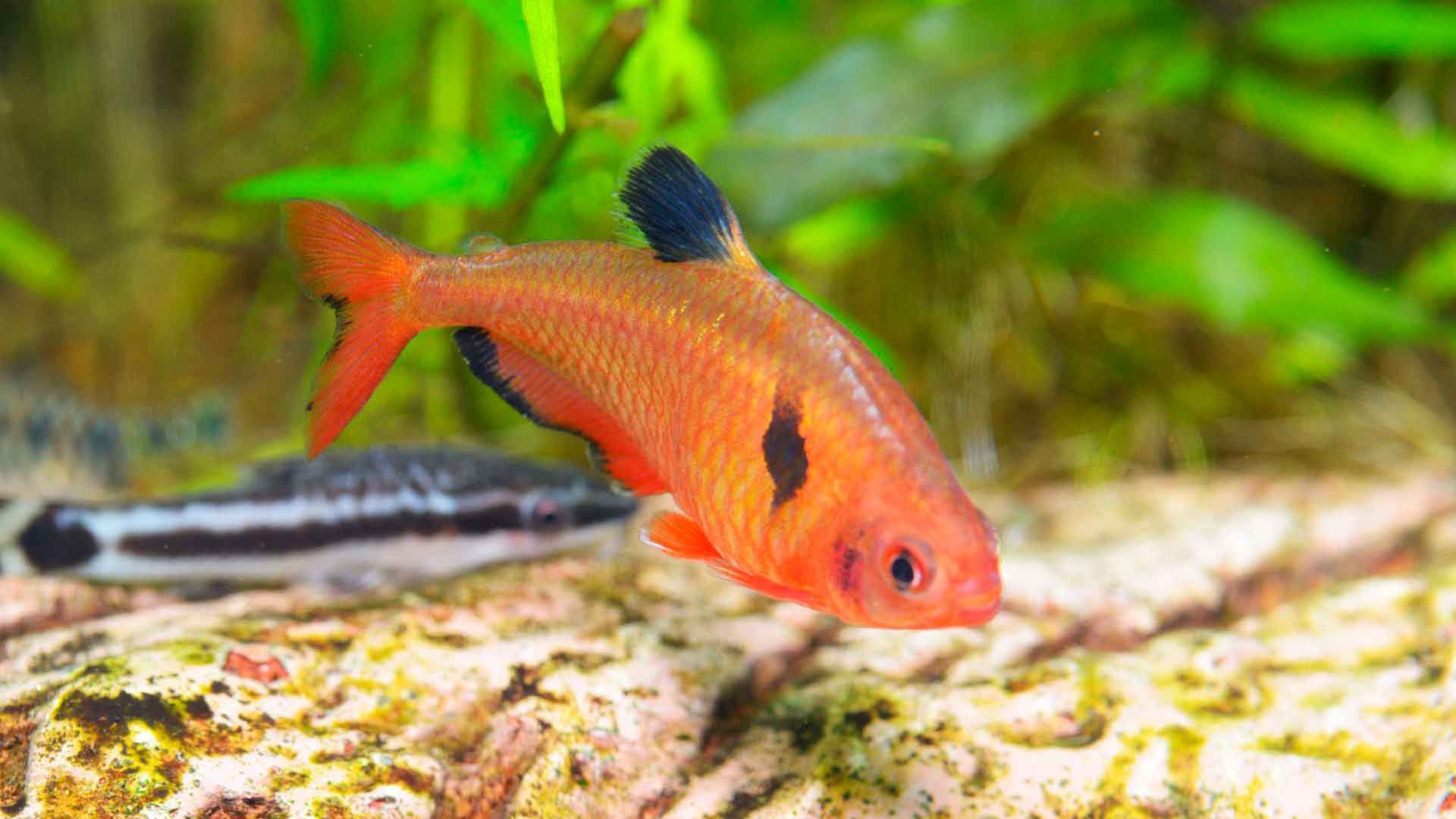 Tetra Rojo