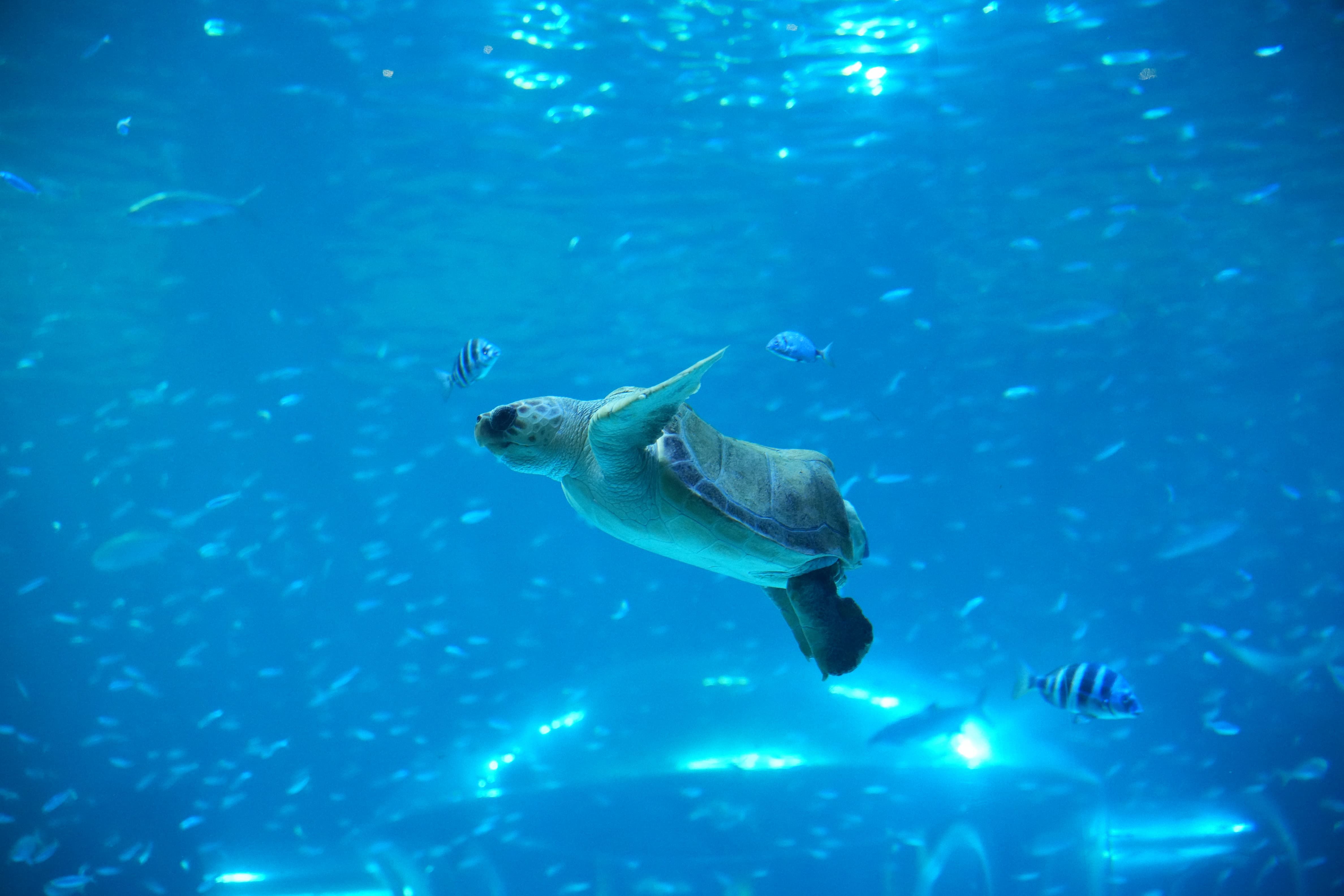 Tortuga boba (Caretta caretta)