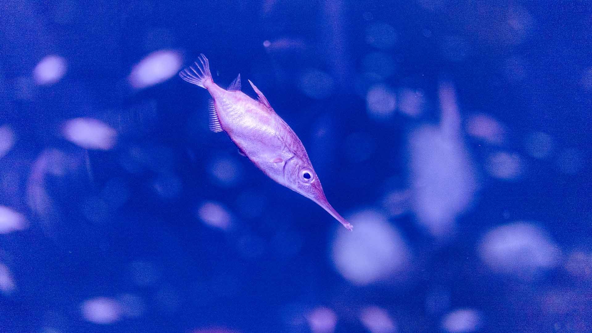 Schnepfenfisch Poema Del Mar Aquarium Gran Canaria