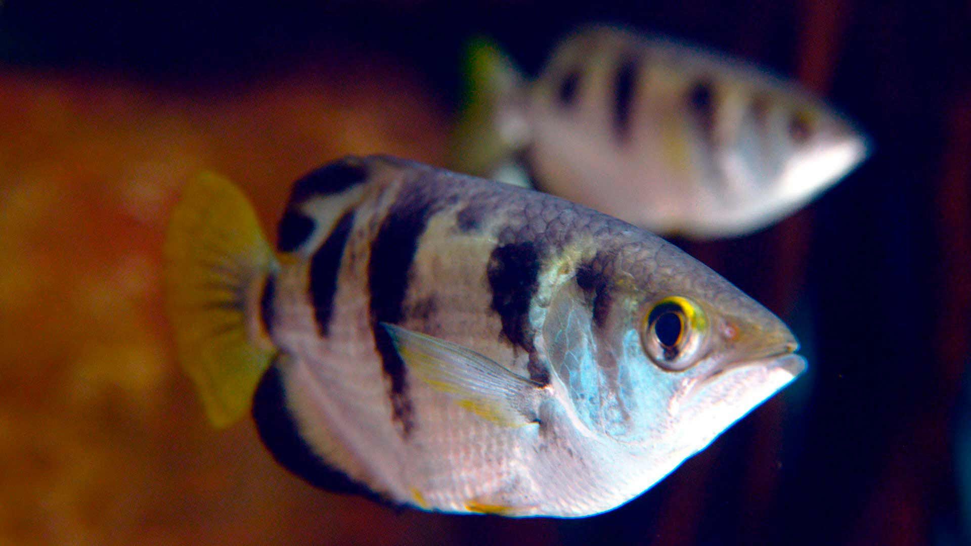 Archerfish