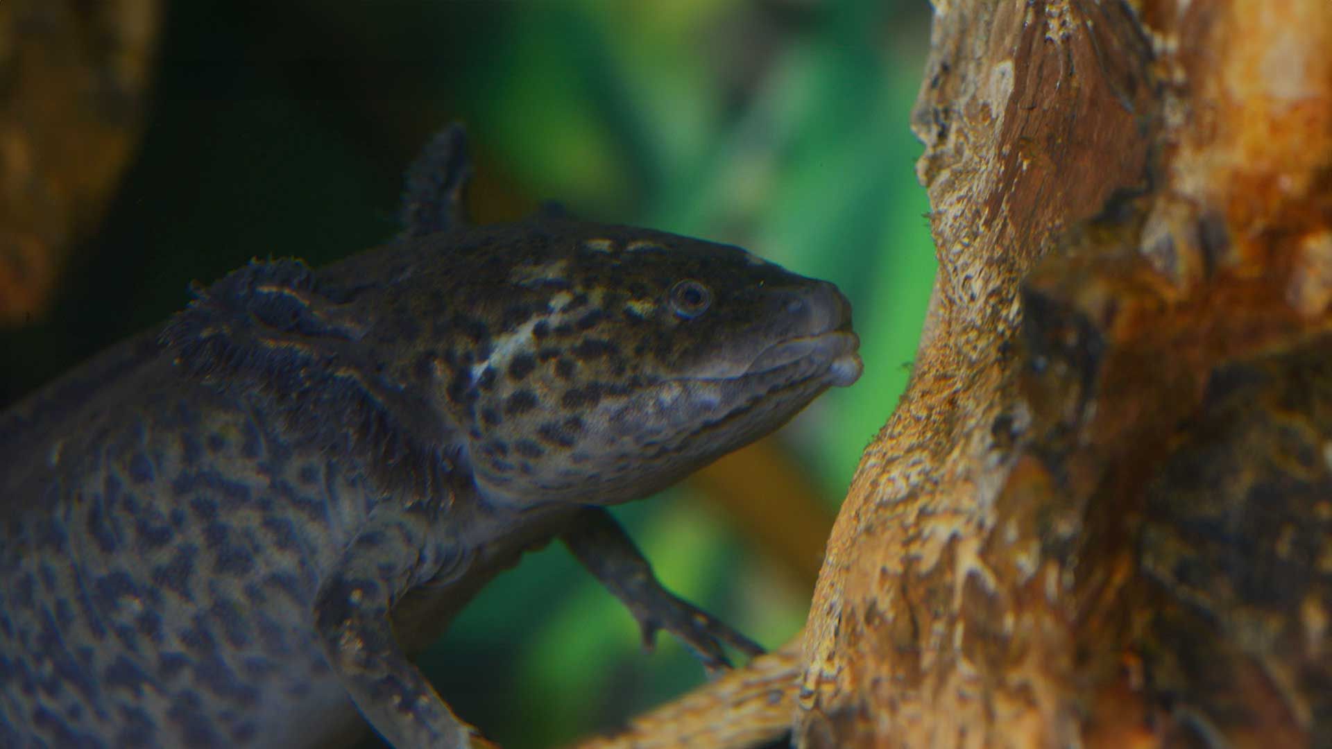 Mexican Axolotl