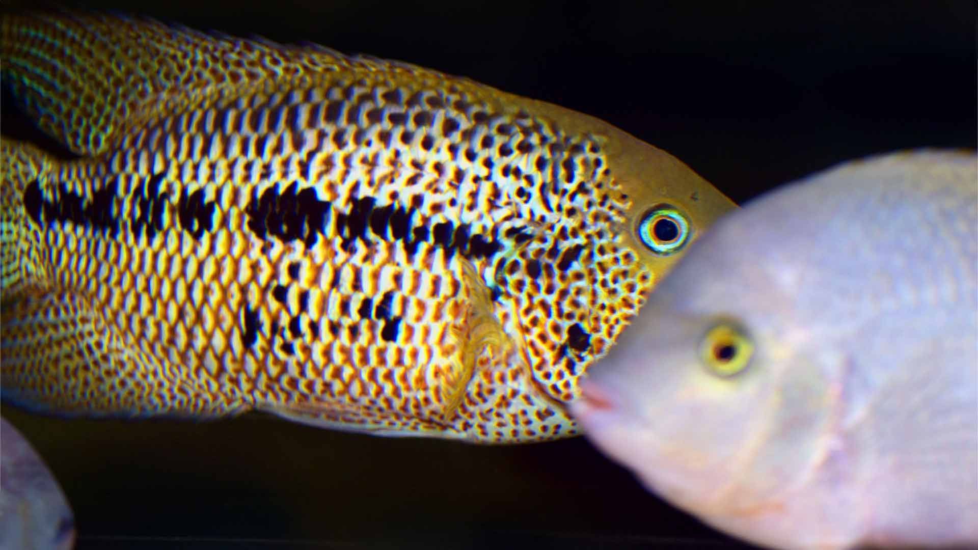 Mayan Cichlid