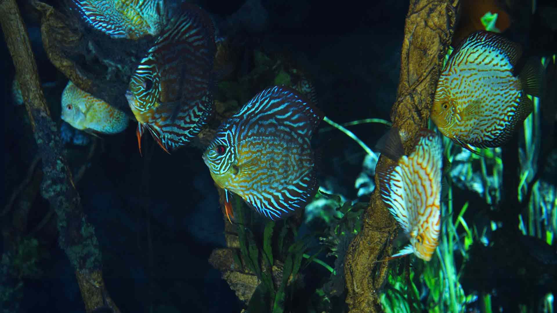 Discus Fish