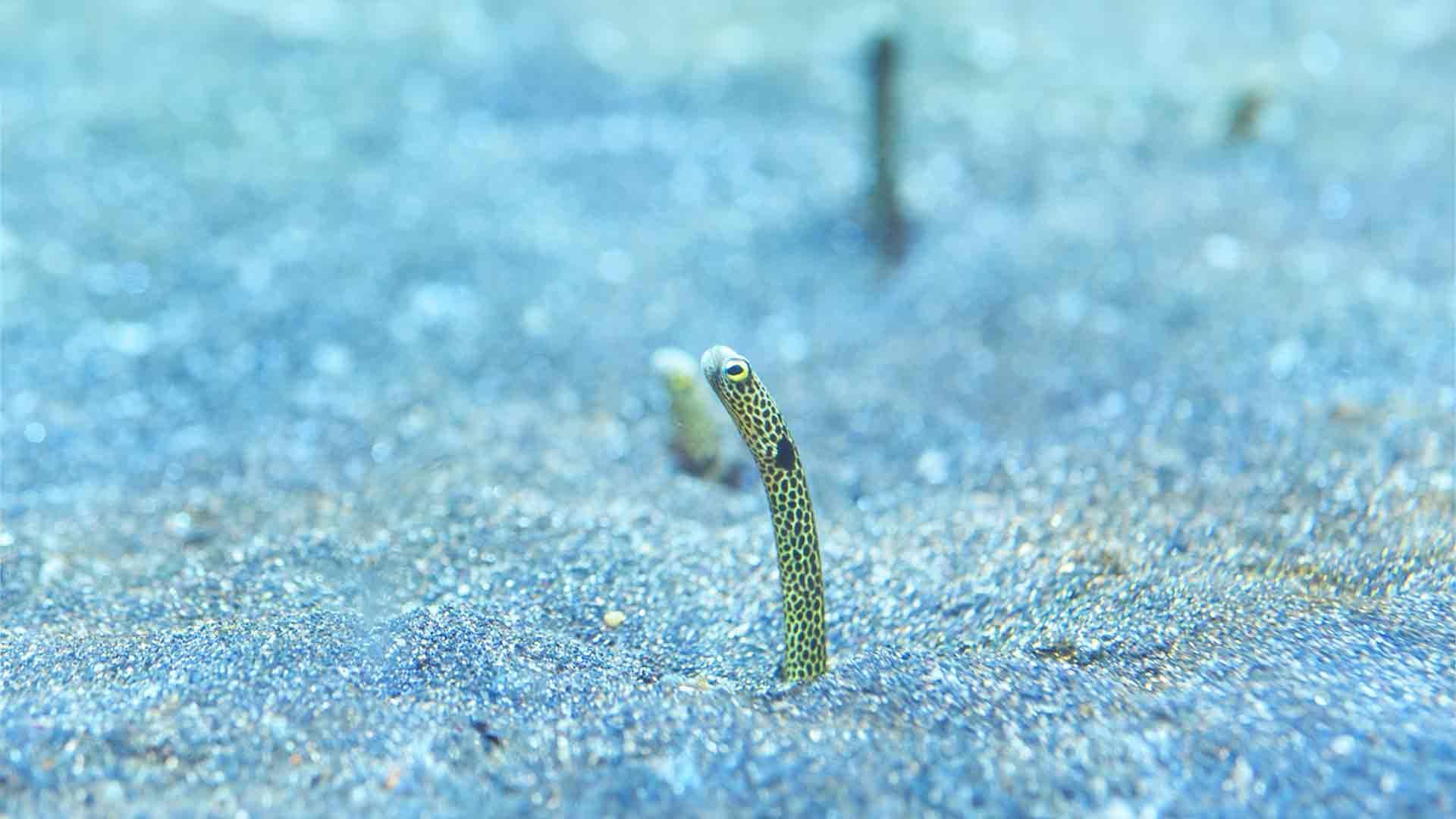 Garden Eel