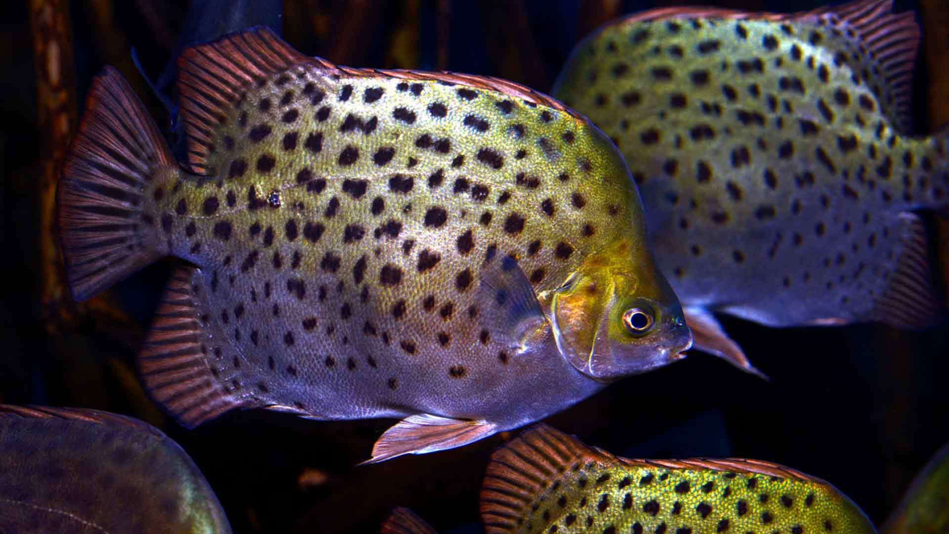 Peces Scat Poema Del Mar Acuario Gran Canaria