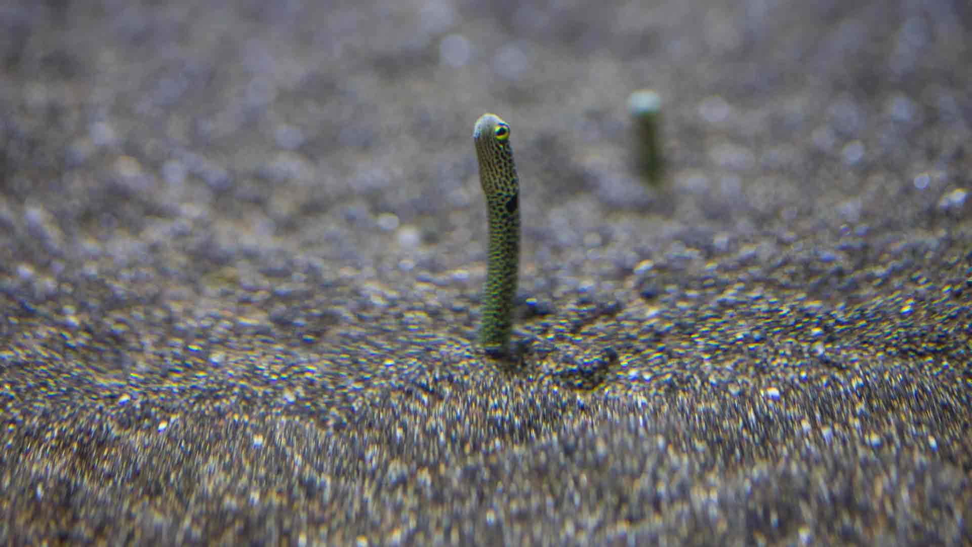 Garden Eel