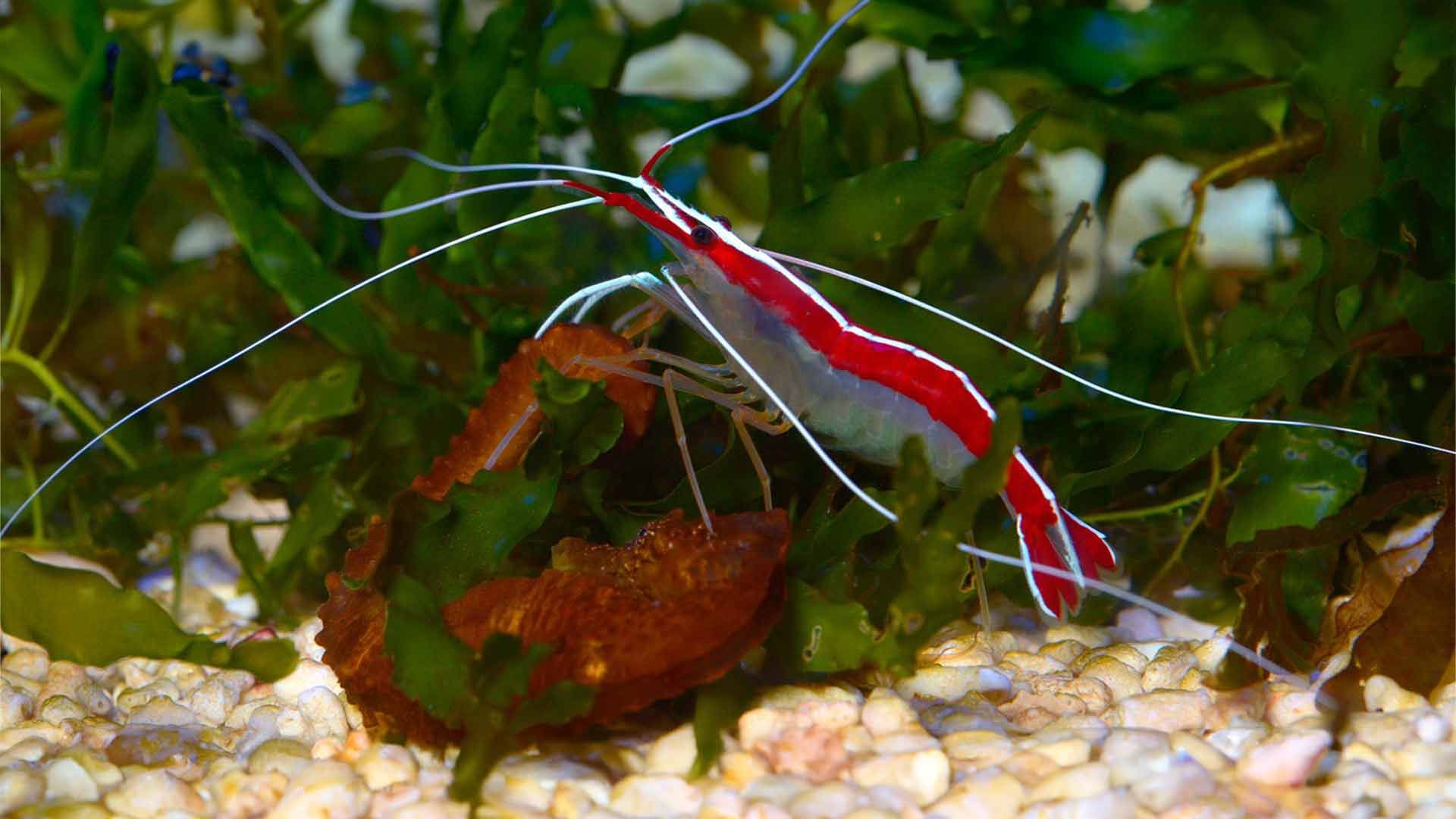 Scarlet Cleaner Shrimp