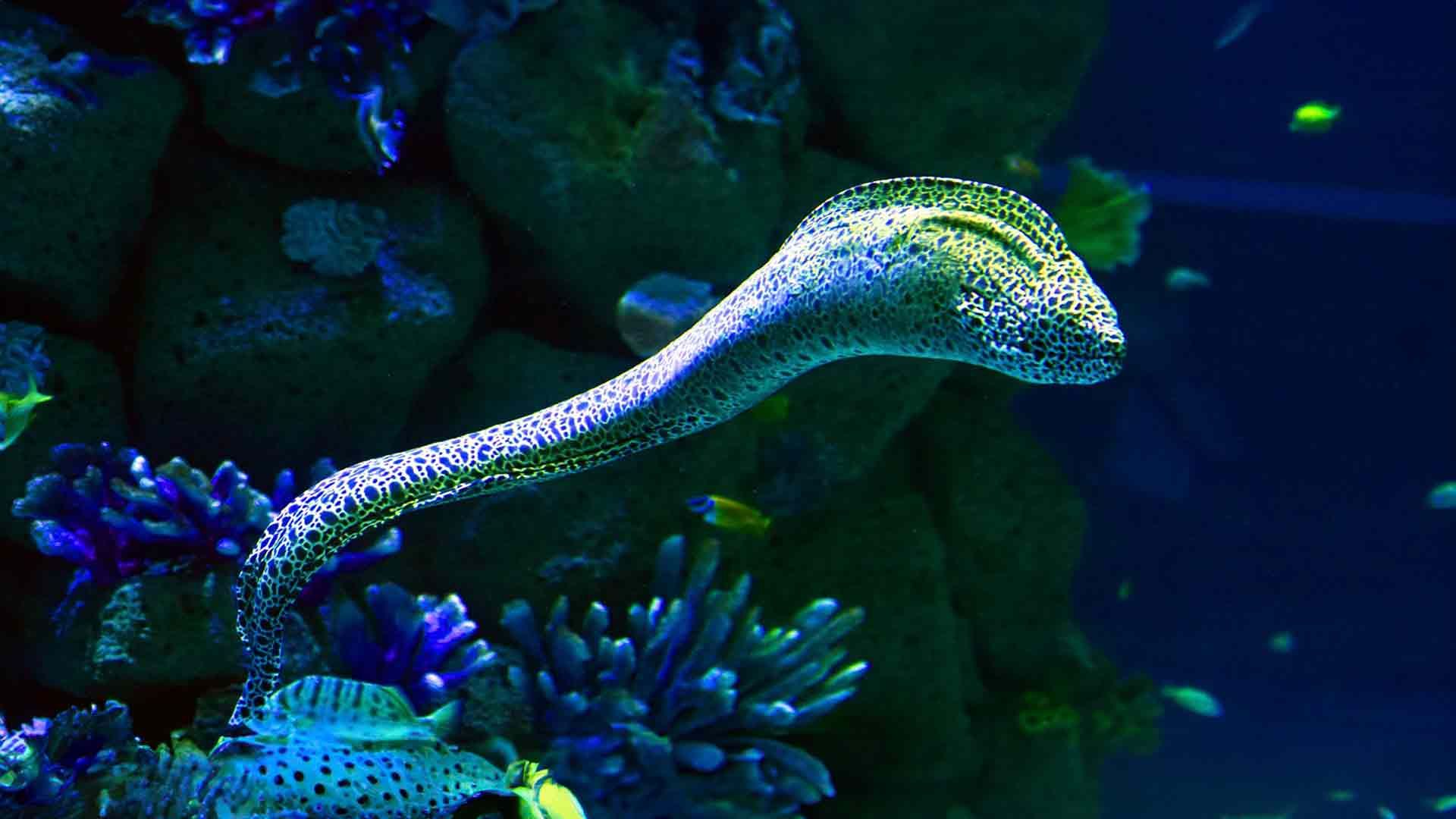 Dragon Moray Eel Poema Del Mar Aquarium Gran Canaria