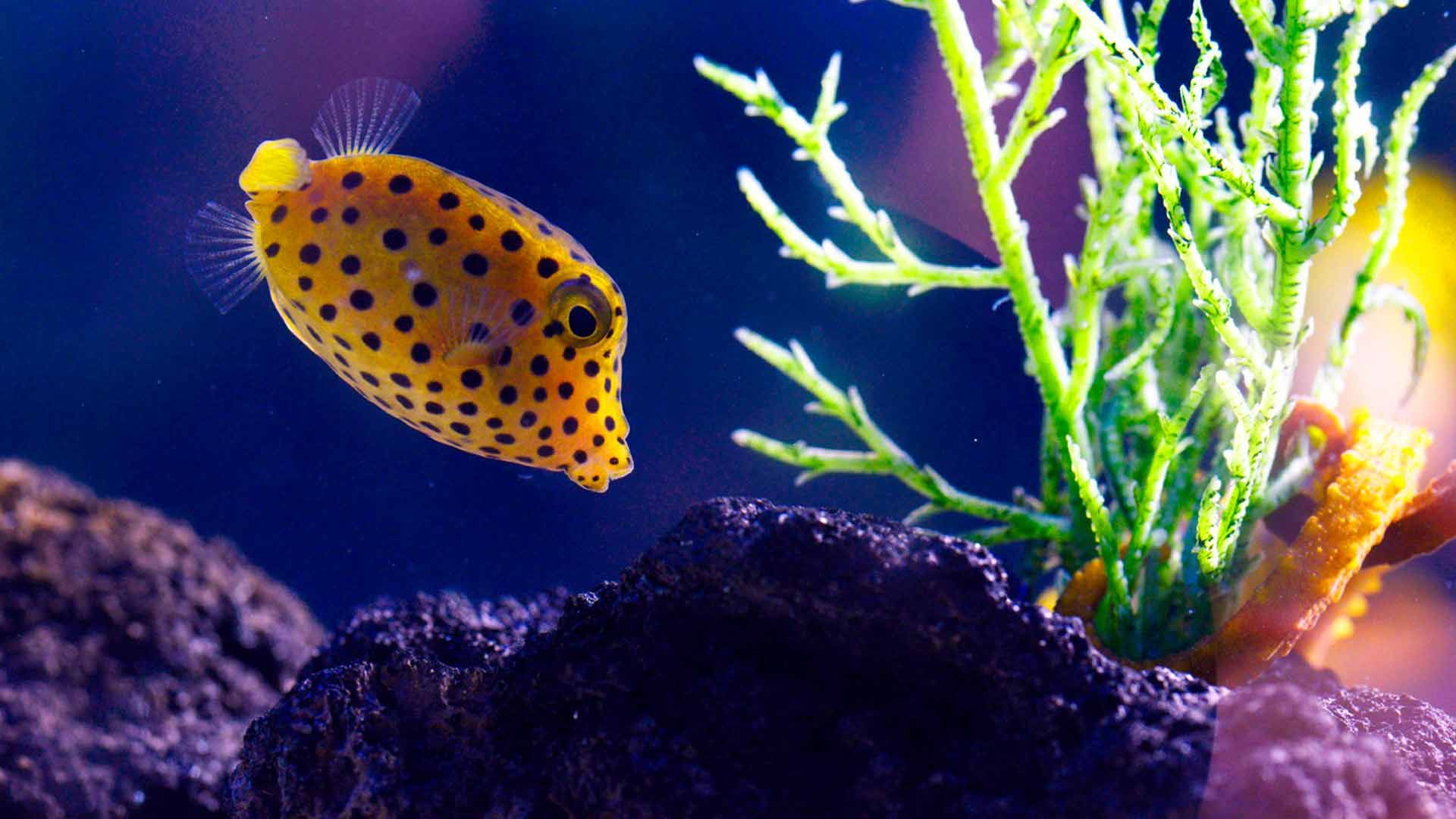 Smooth Trunkfish