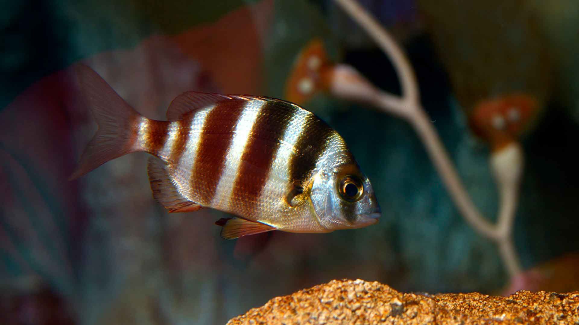 Zebra Seabream Poema Del Mar Aquarium Gran Canaria