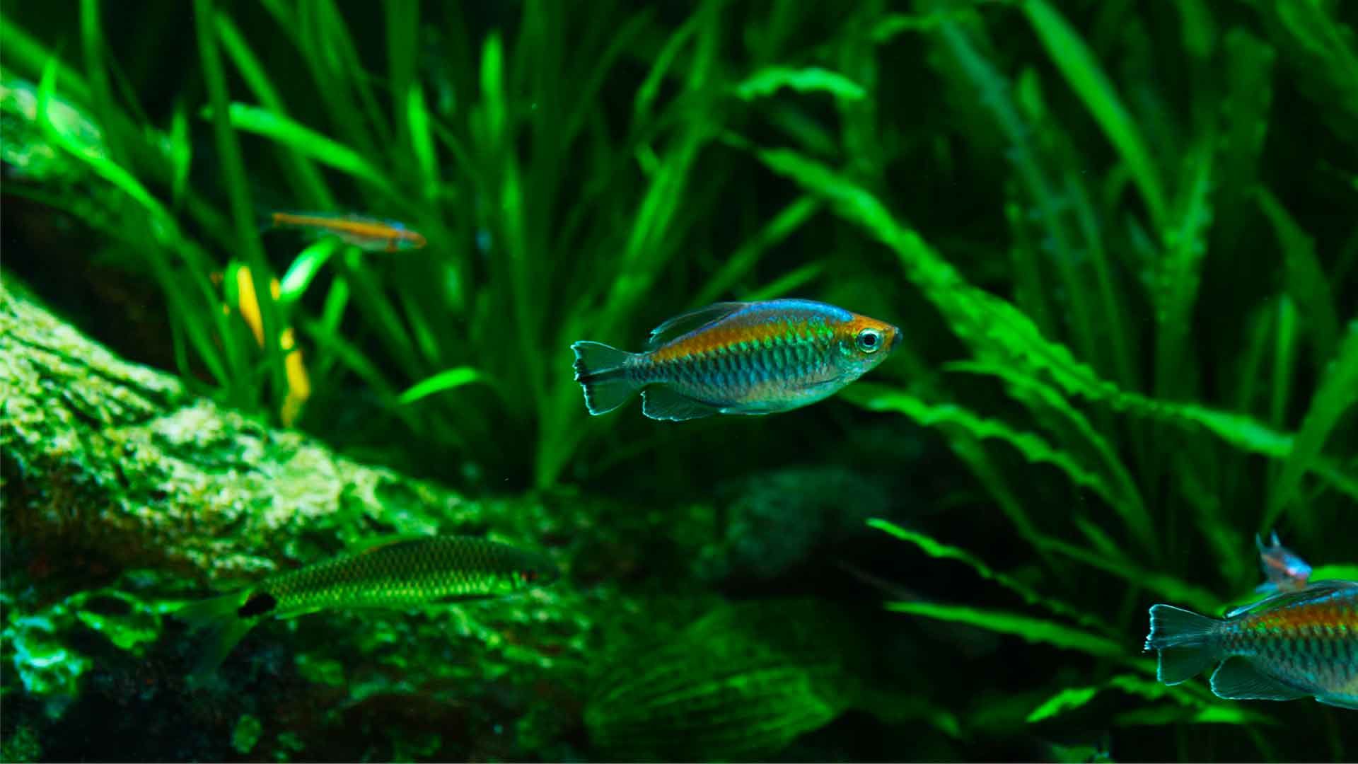 Congo Tetra