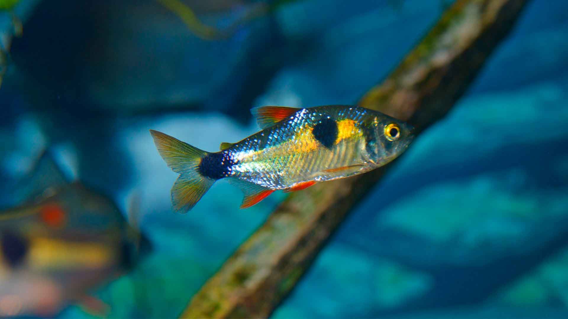 Bucktooth Tetra