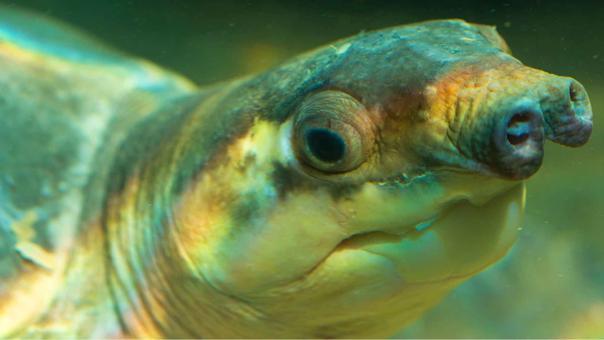 Pig Nosede Turtle