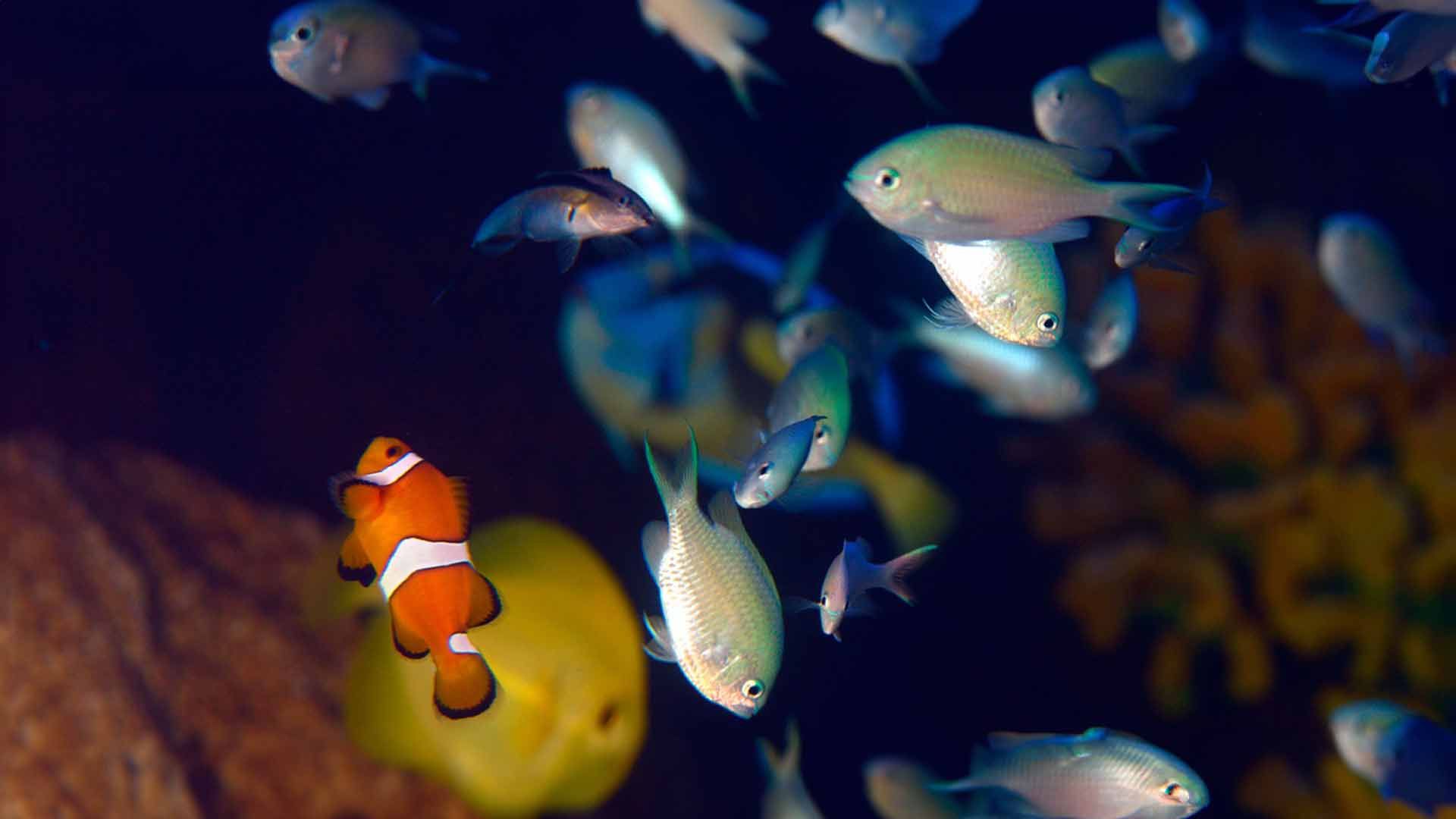 Green Damselfish