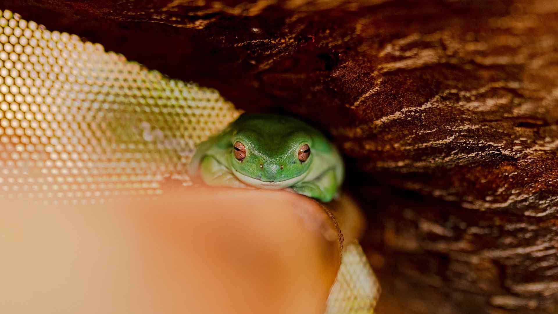 Green Tree Frog Poema del Mar Aquarium Gran Canaria