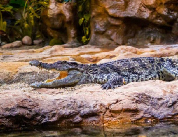 Crocodile Poema del Mar Aquarium Gran Canaria
