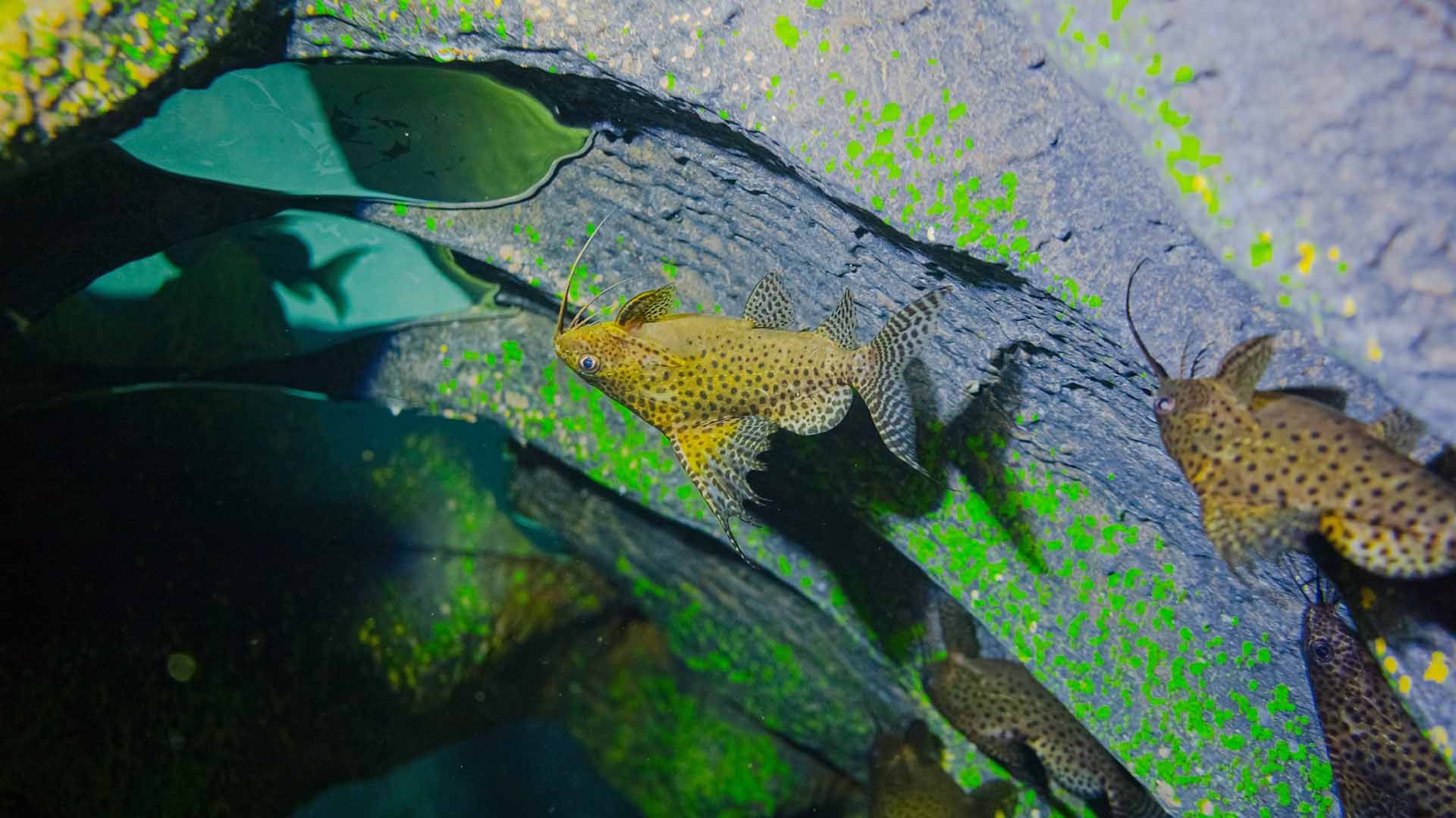 Pez gato invertido moteado Poema del Mar Acuario Gran Canaria