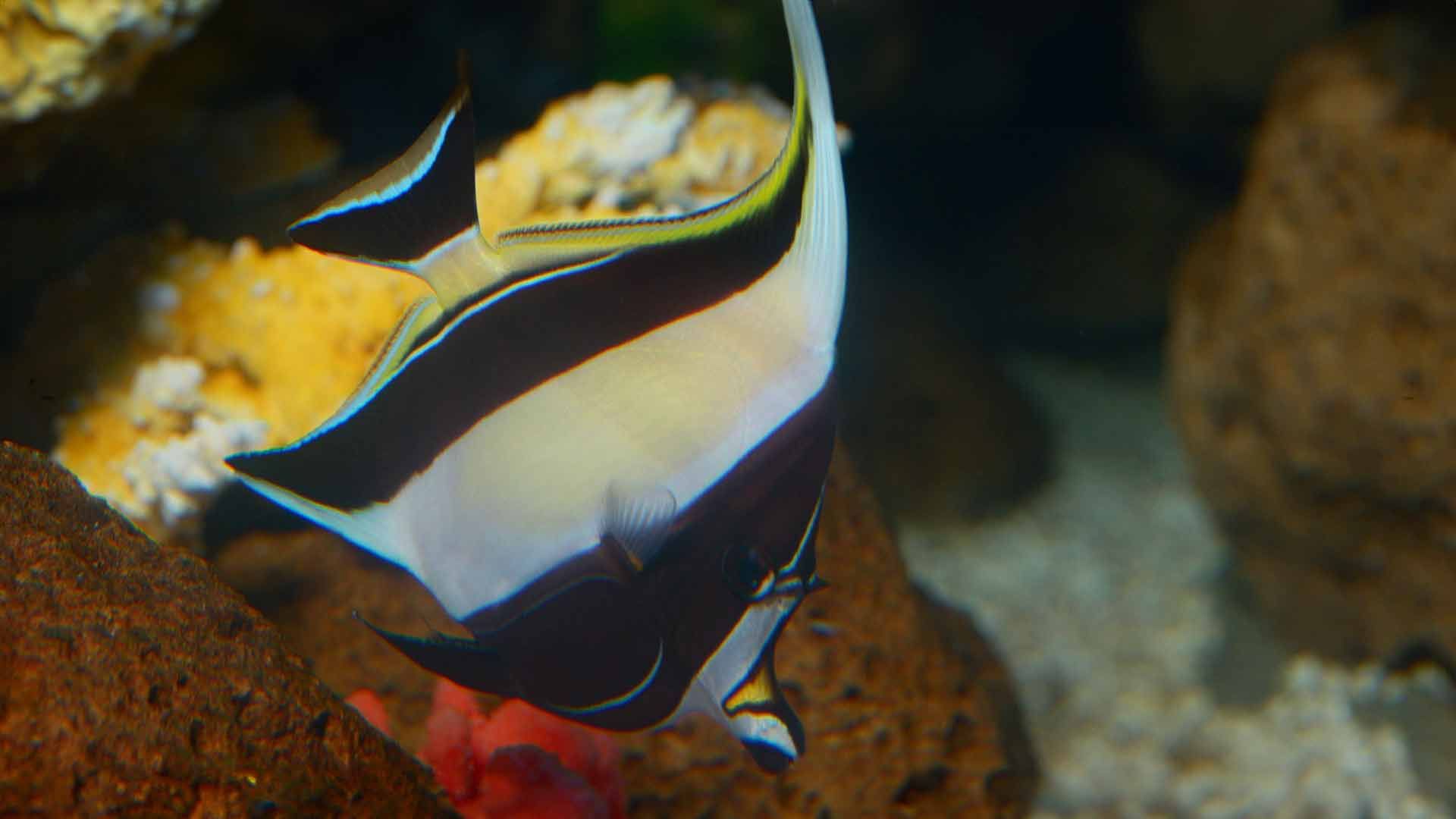 Moorish Idol Poema Del Mar Aquarium Gran Canaria