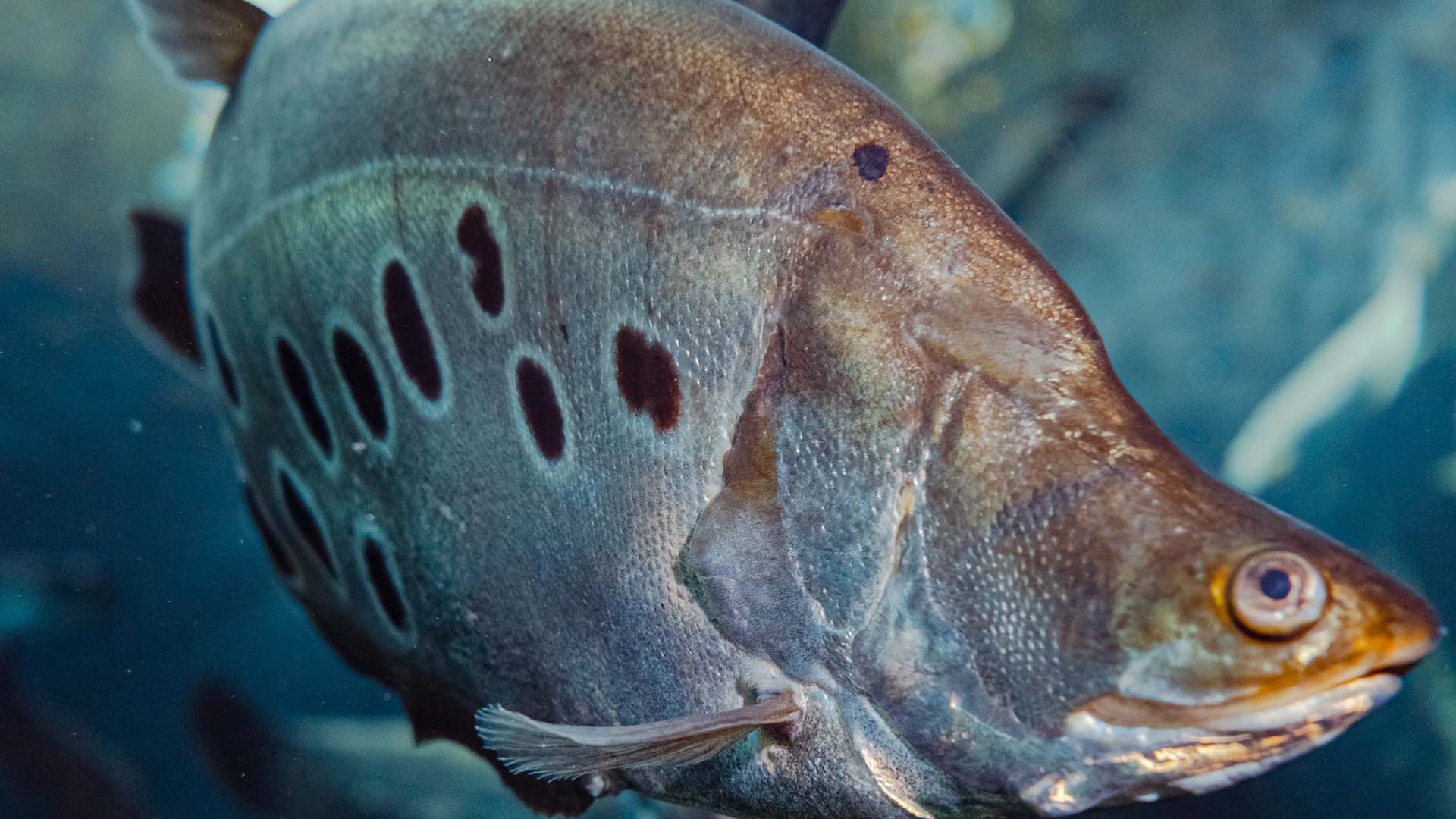 Pez Cuchillo Poema Del Mar Acuario Gran Canaria