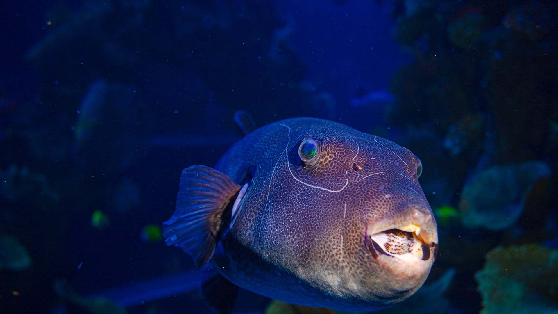 Pez globo estrellado Poema Del Mar Acuario Gran Canaria