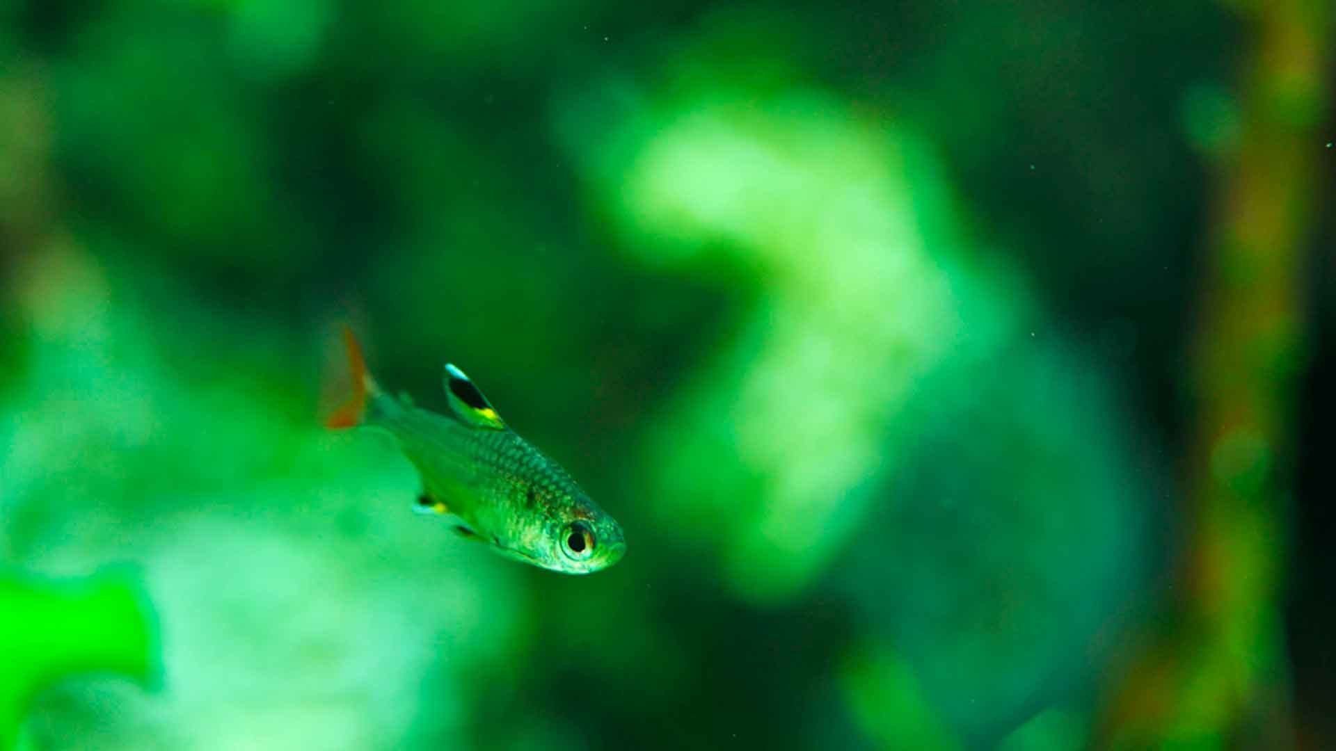 X Ray Tetra