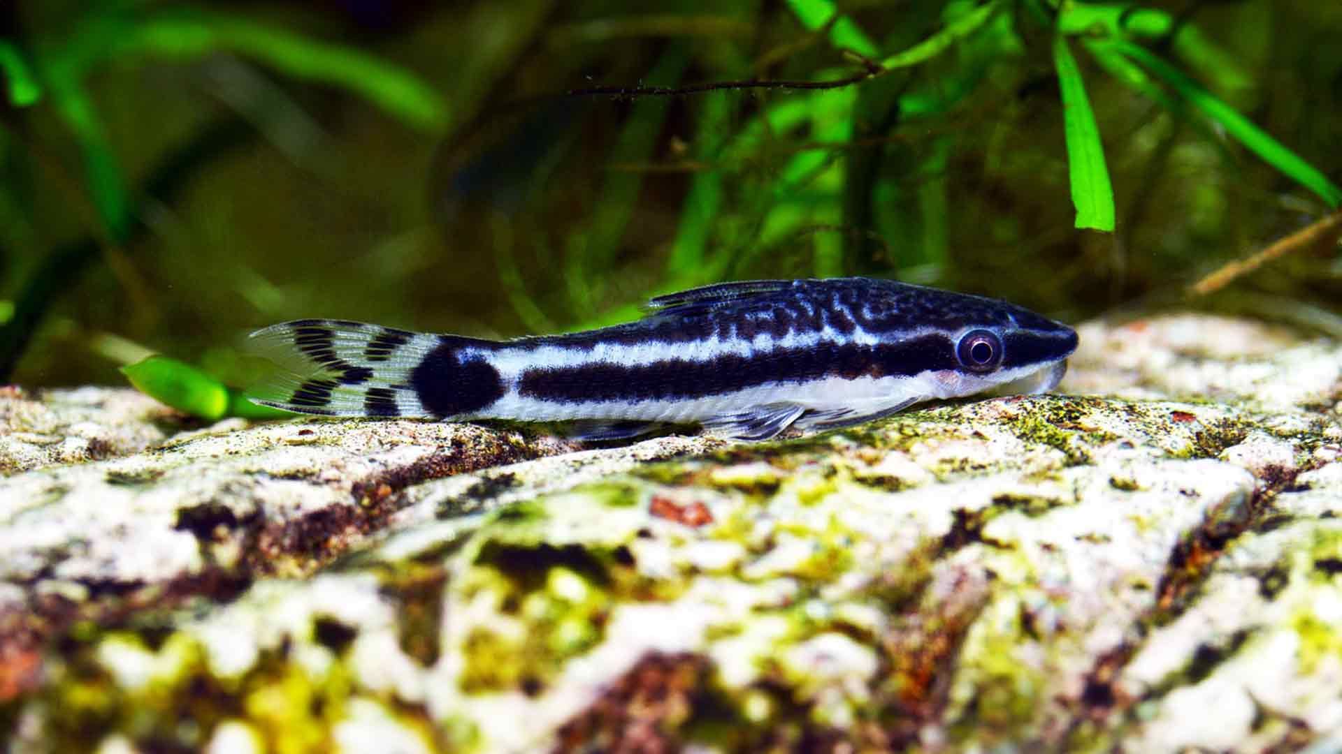 Otocinclus Catfish