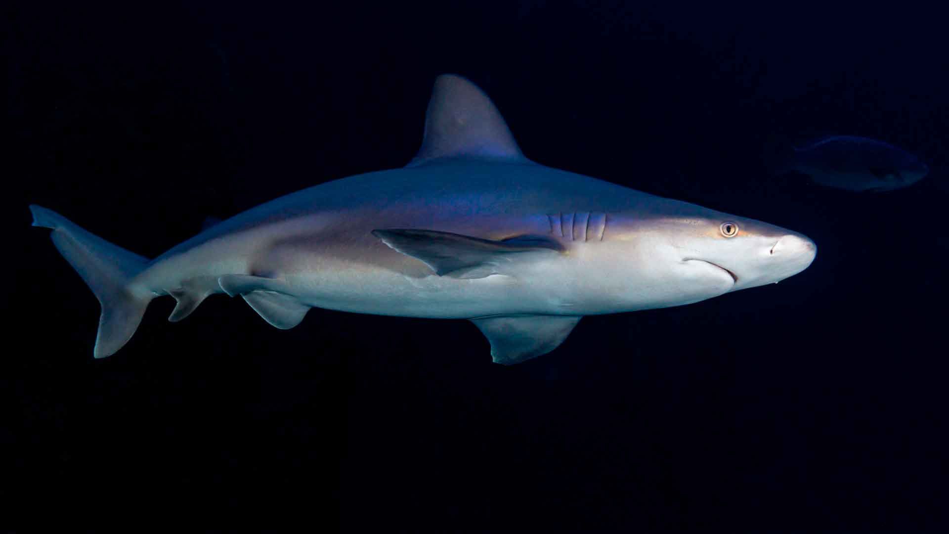 Bull Shark