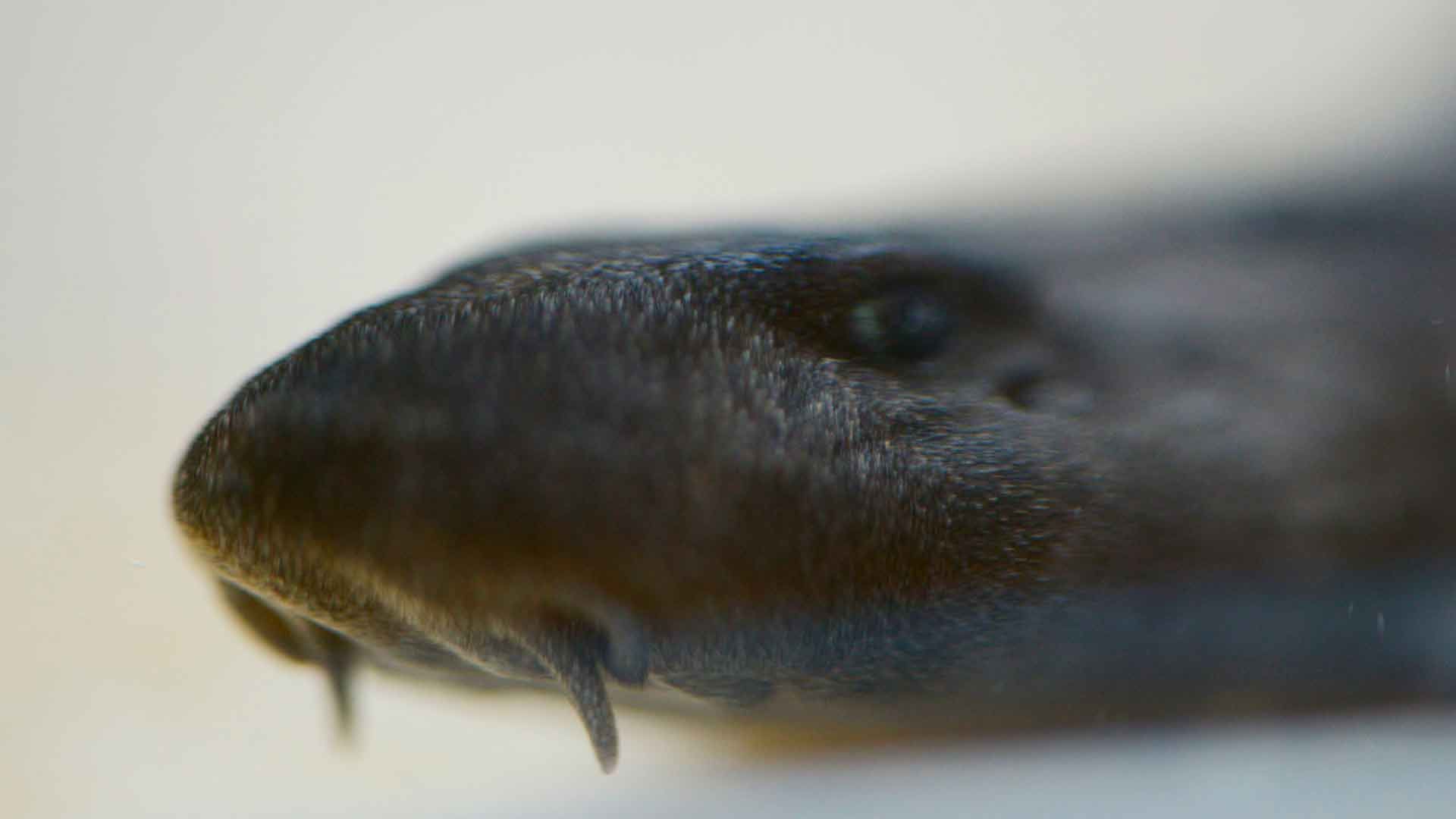 Bamboo Shark