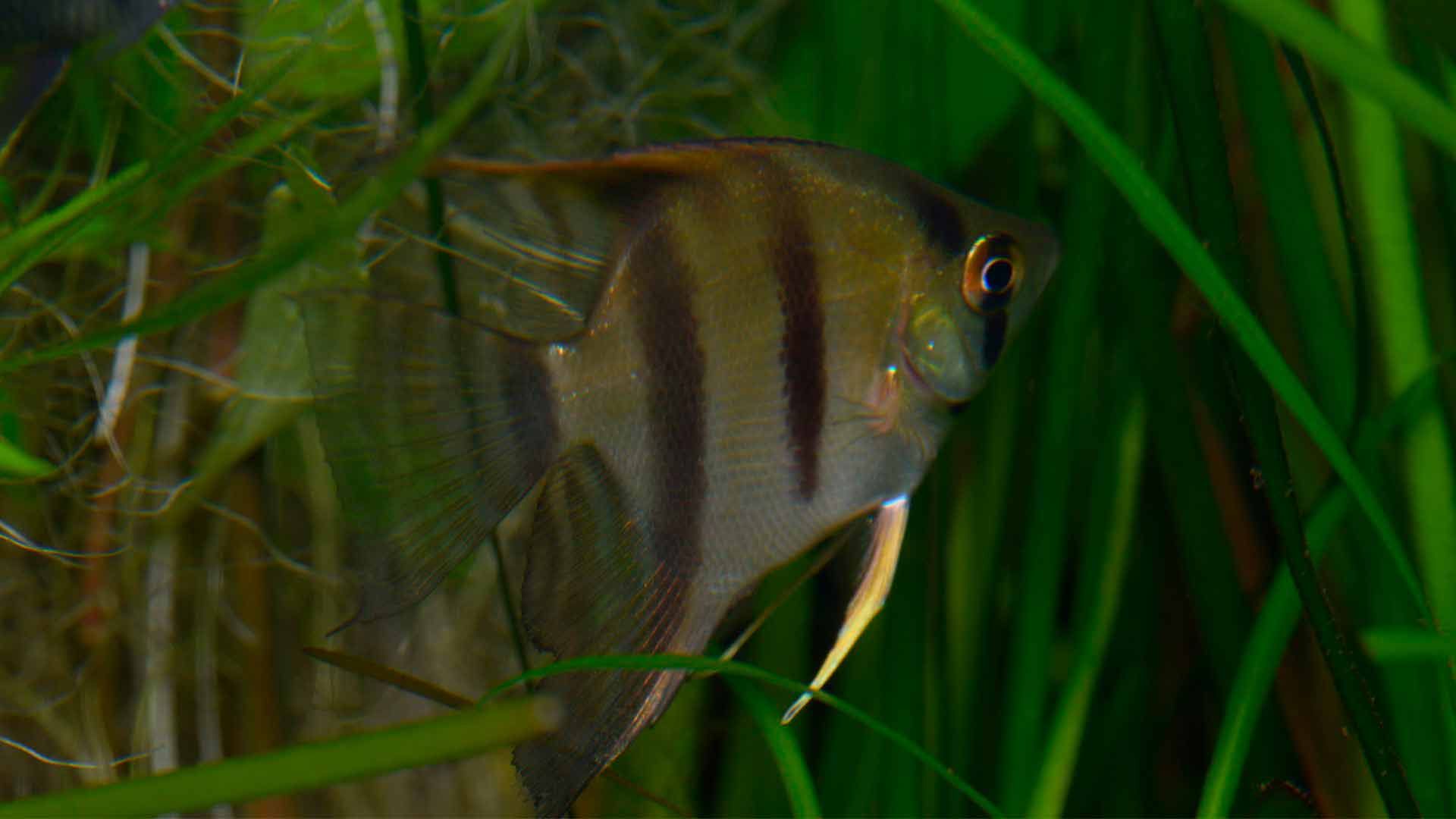 Angelfish