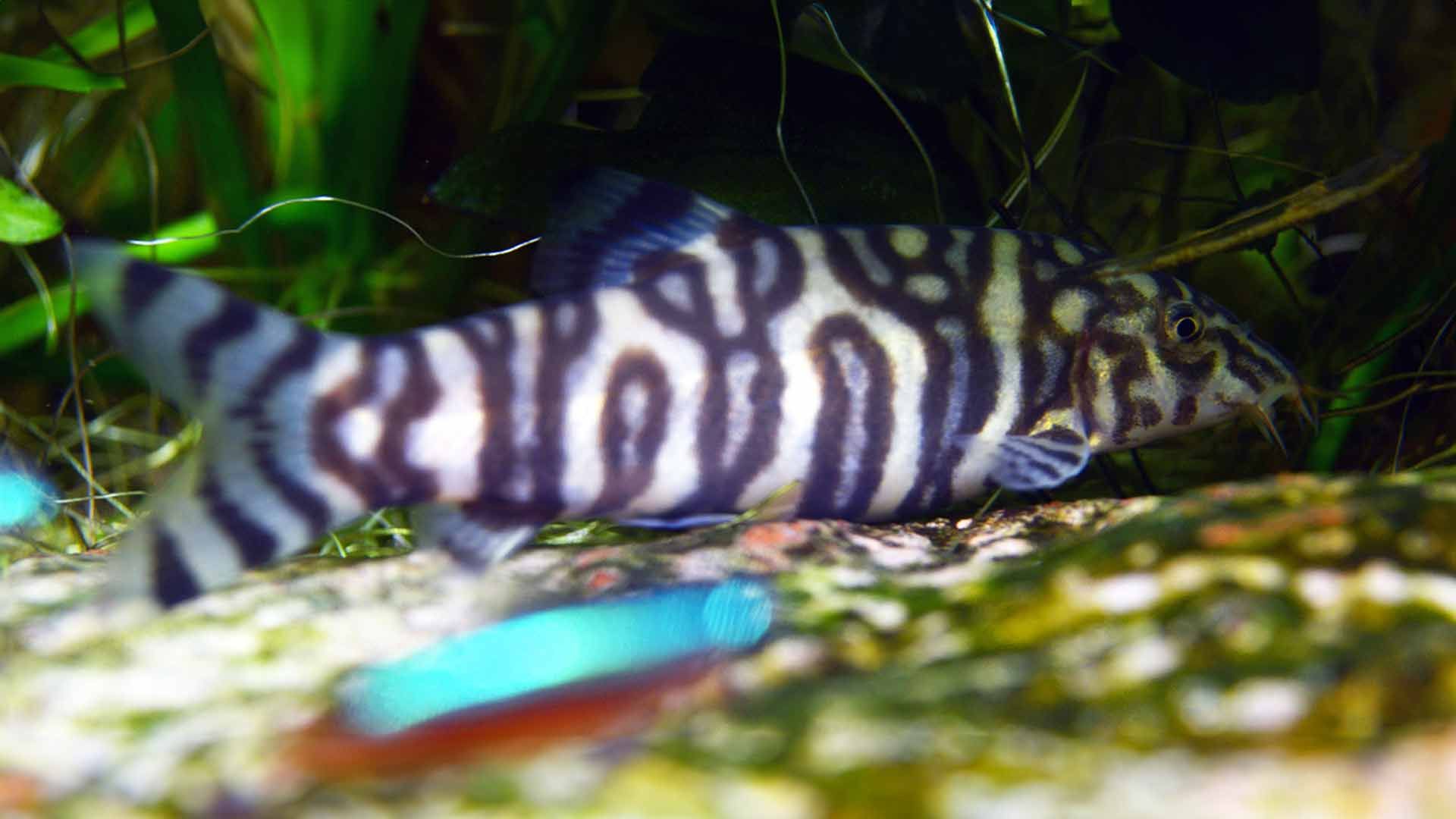 Burmese Border Loach