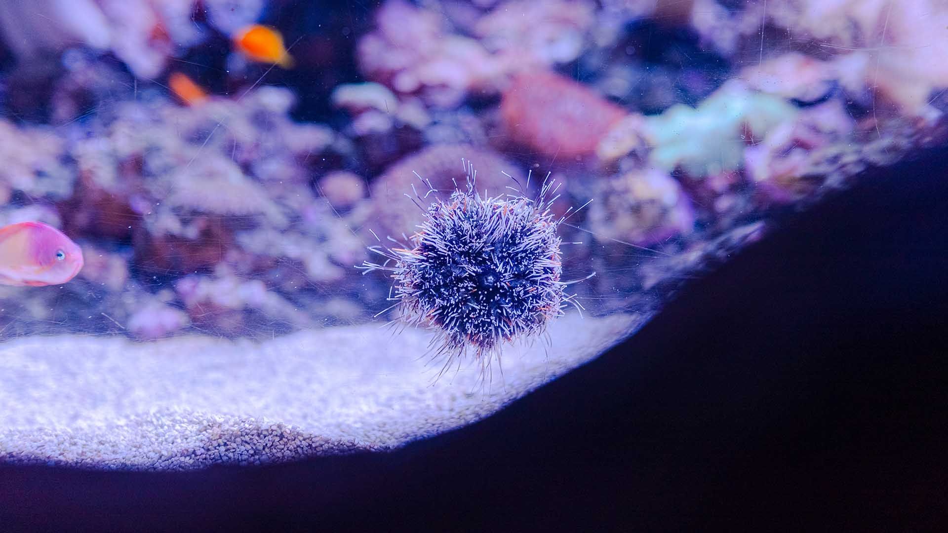 Erizo de mar multicolor Poema Del Mar Acuario Gran Canaria