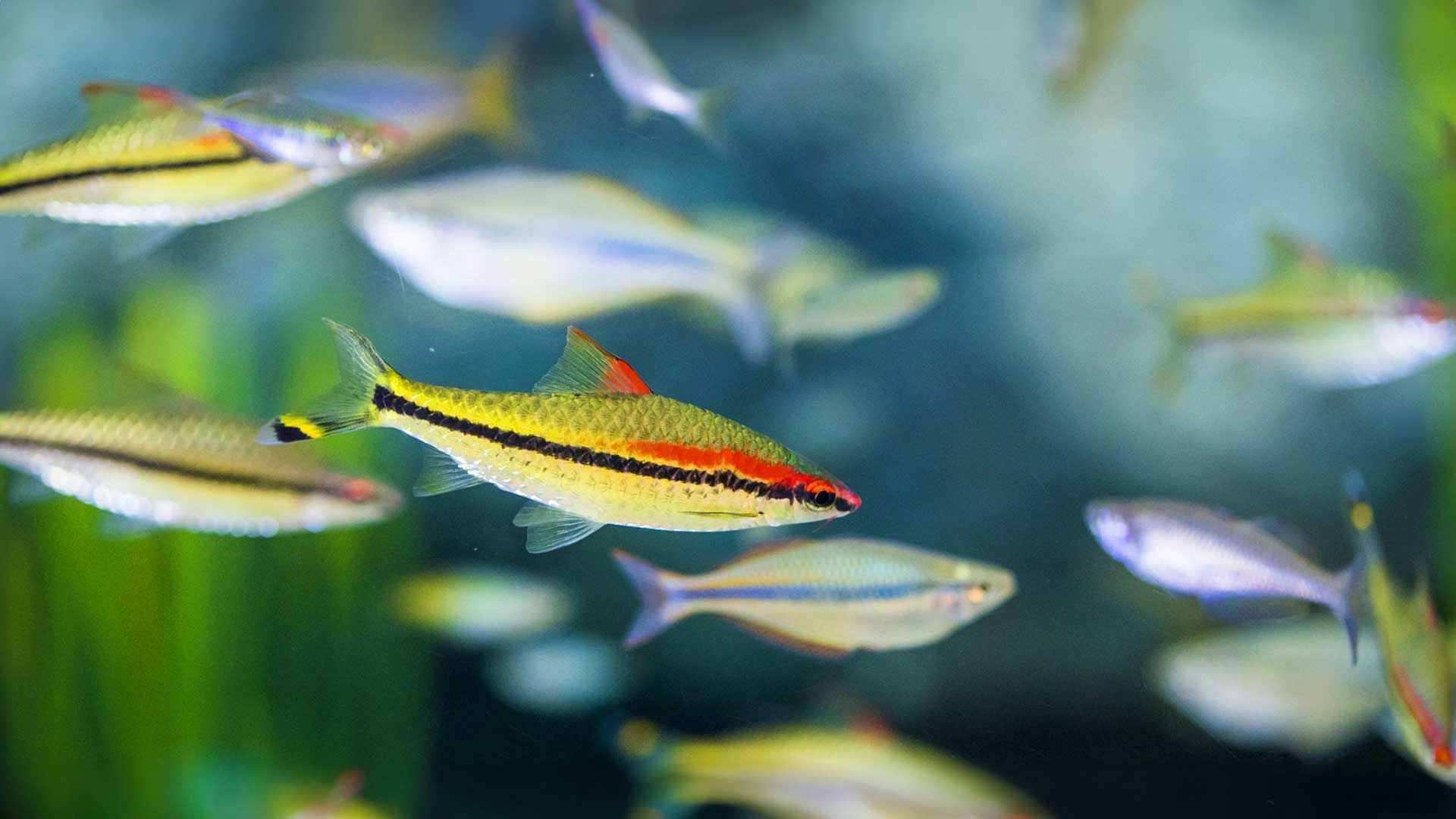 Barbo de Denisonii Poema del Mar Acuario Gran Canaria