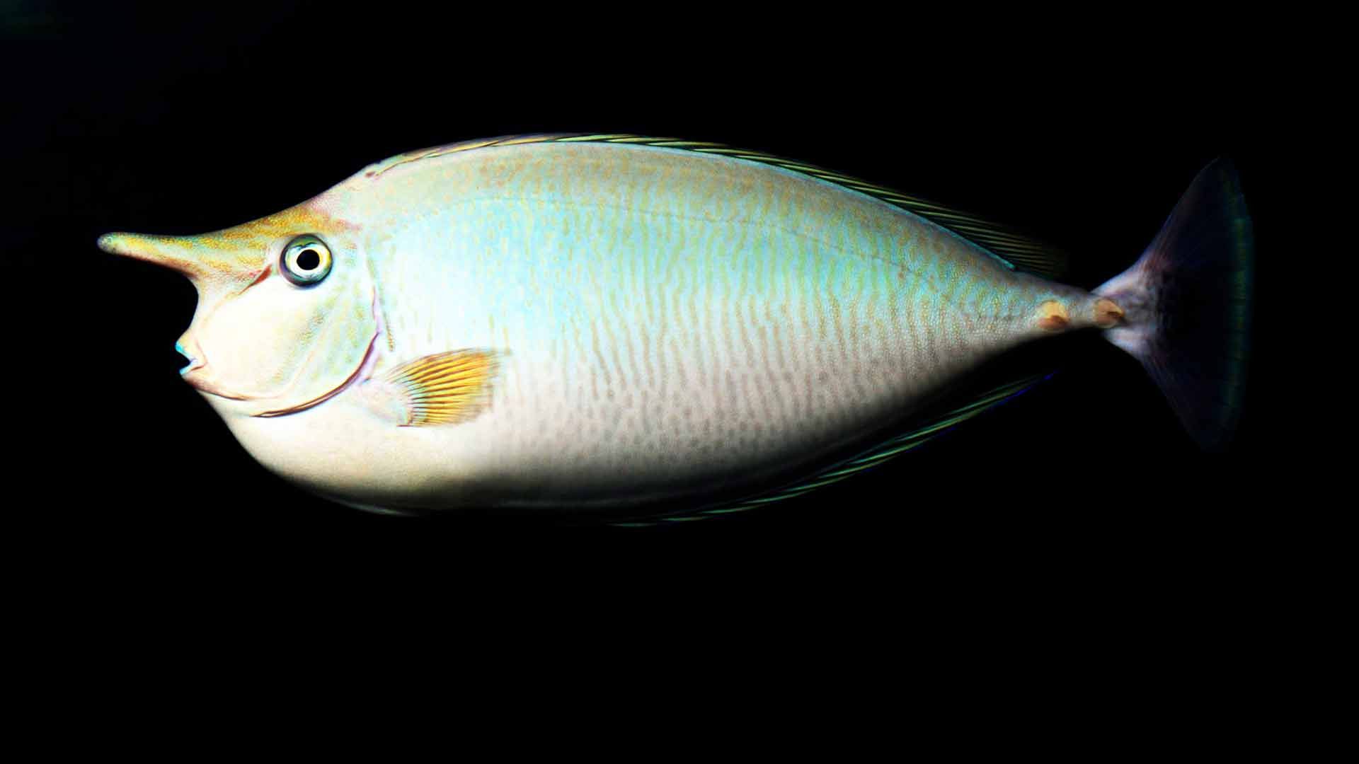 Short Nosed Unicornfish Poema Del Mar Aquarium Gran Canaria