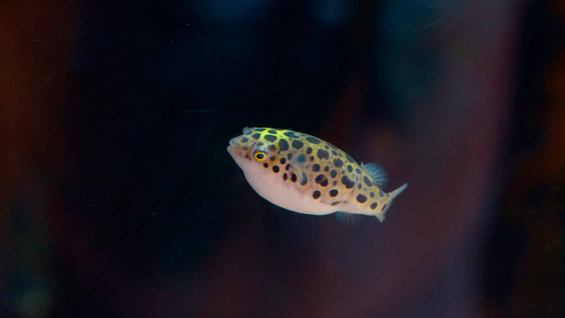 Green Spotted Puffer