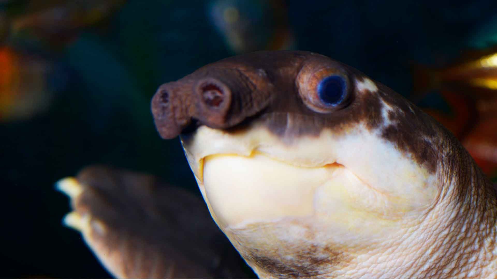 Tortuga pignose